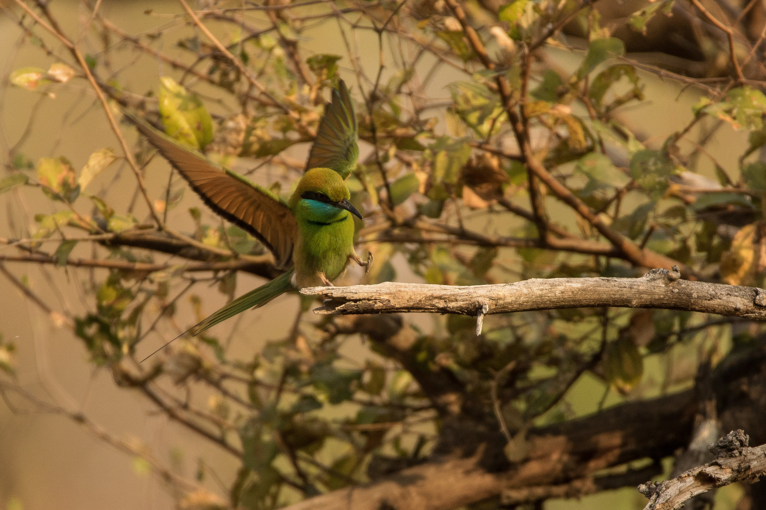 Bee-eater