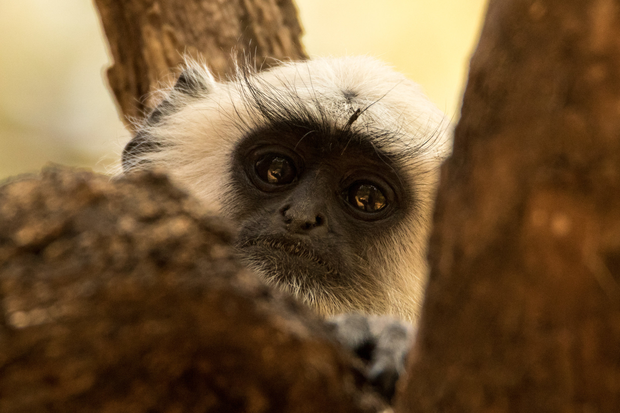 Langur Monkey