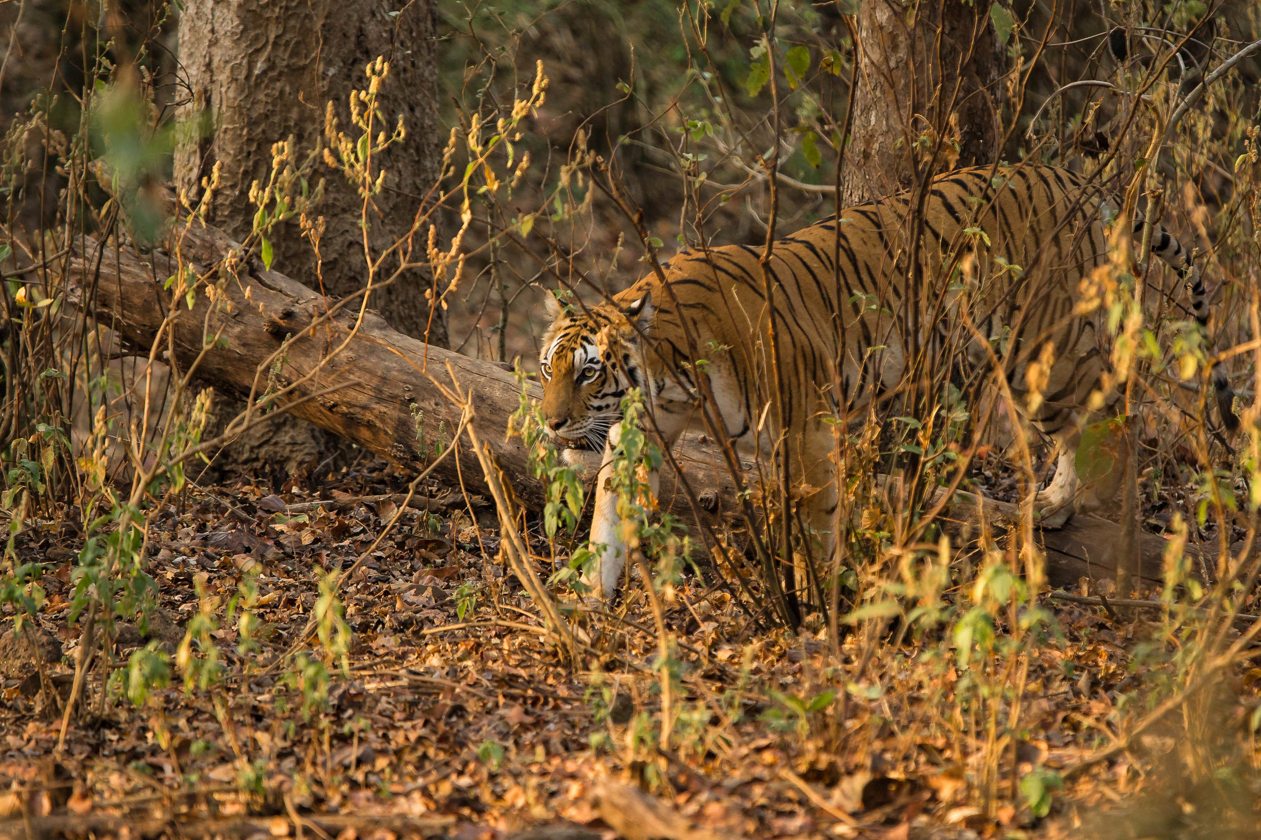 Kanha (Last Tigress) (1 of 4).jpg