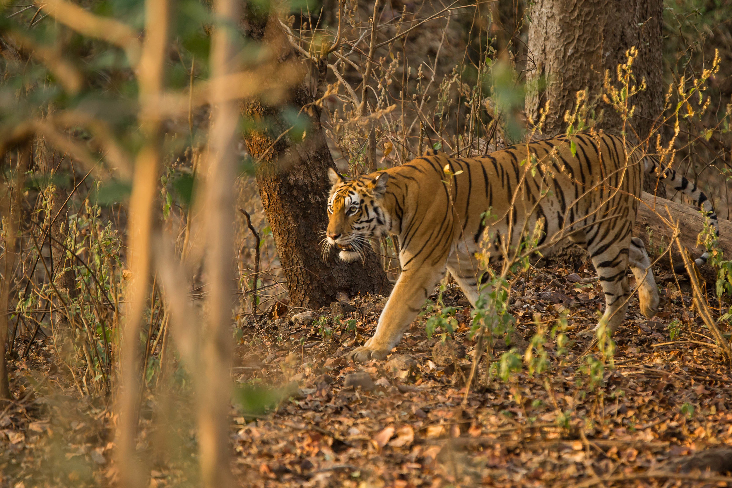 Kanha (Last Tigress) (2 of 4).jpg