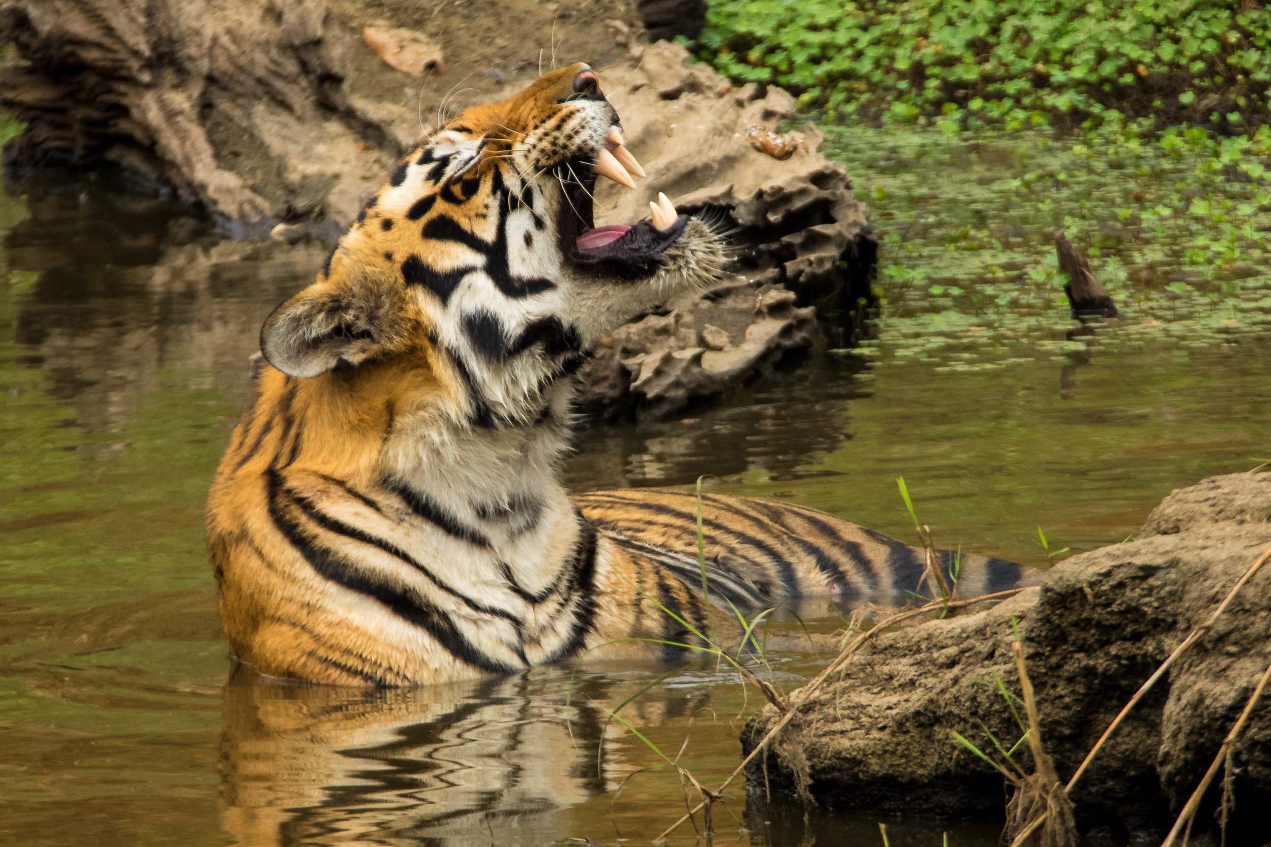 Kanha (Male Tiger) (2 of 4).jpg