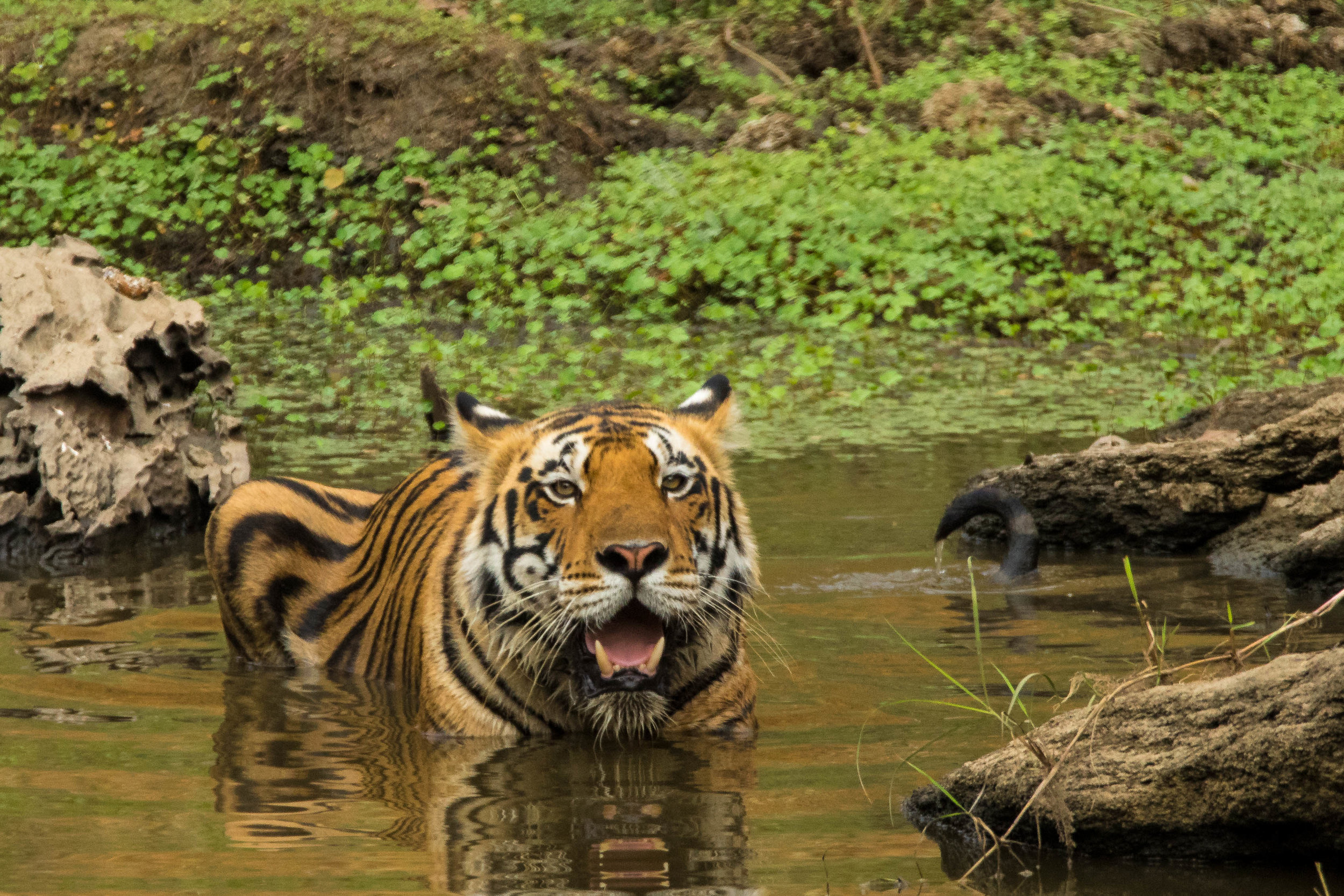 Kanha (Male Tiger) (3 of 4).jpg