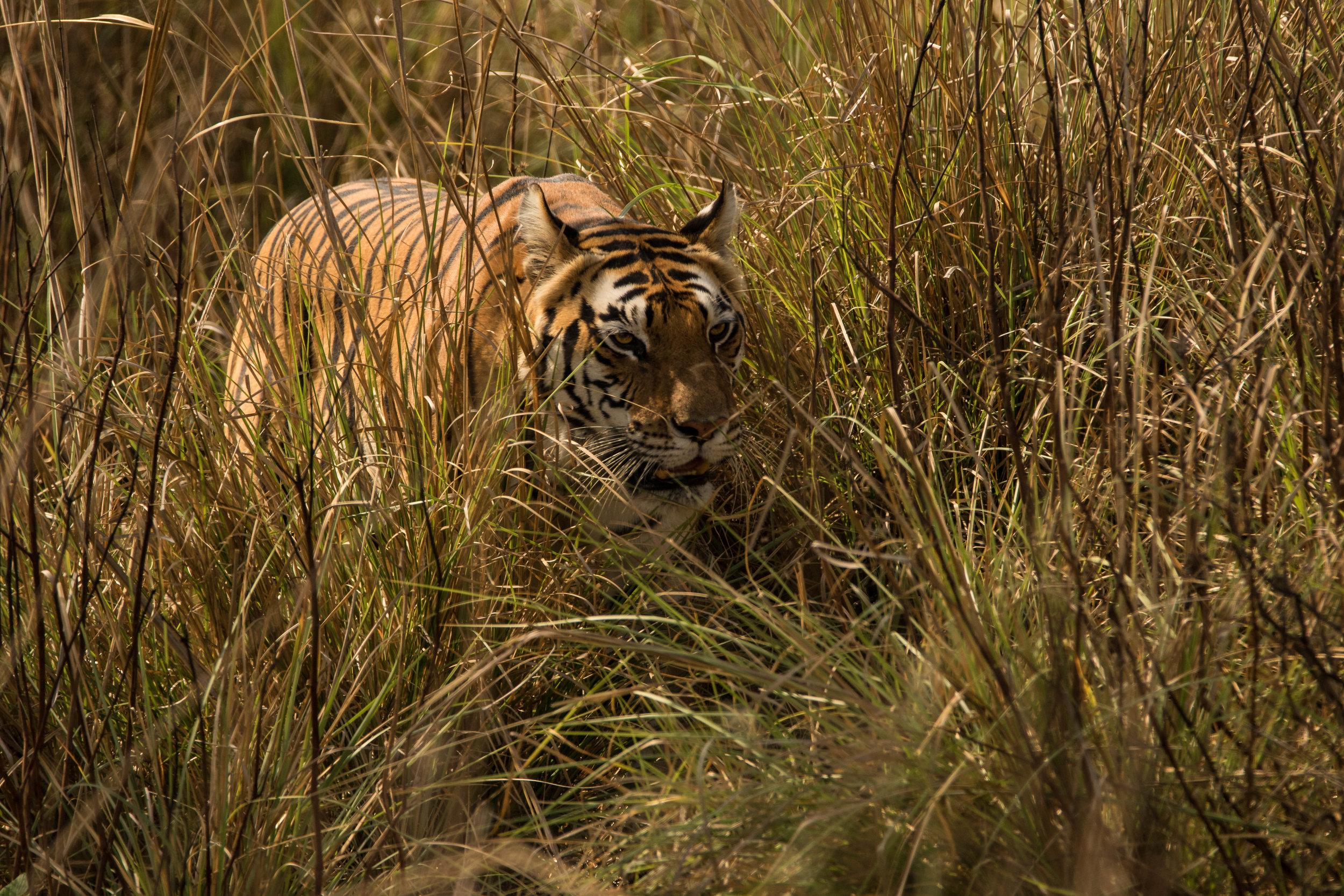 Kanha (Neelam) (12 of 13).jpg