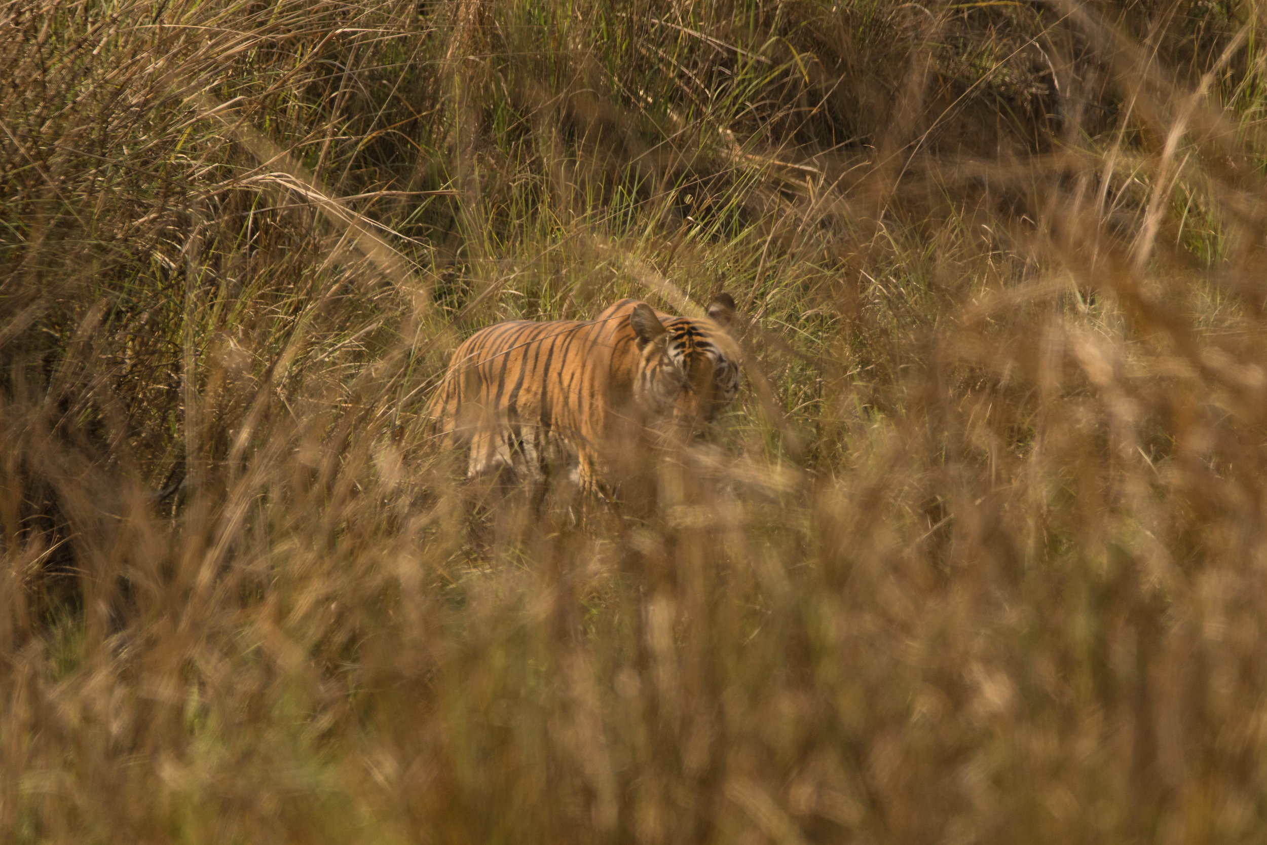 Kanha (Neelam) (5 of 13).jpg