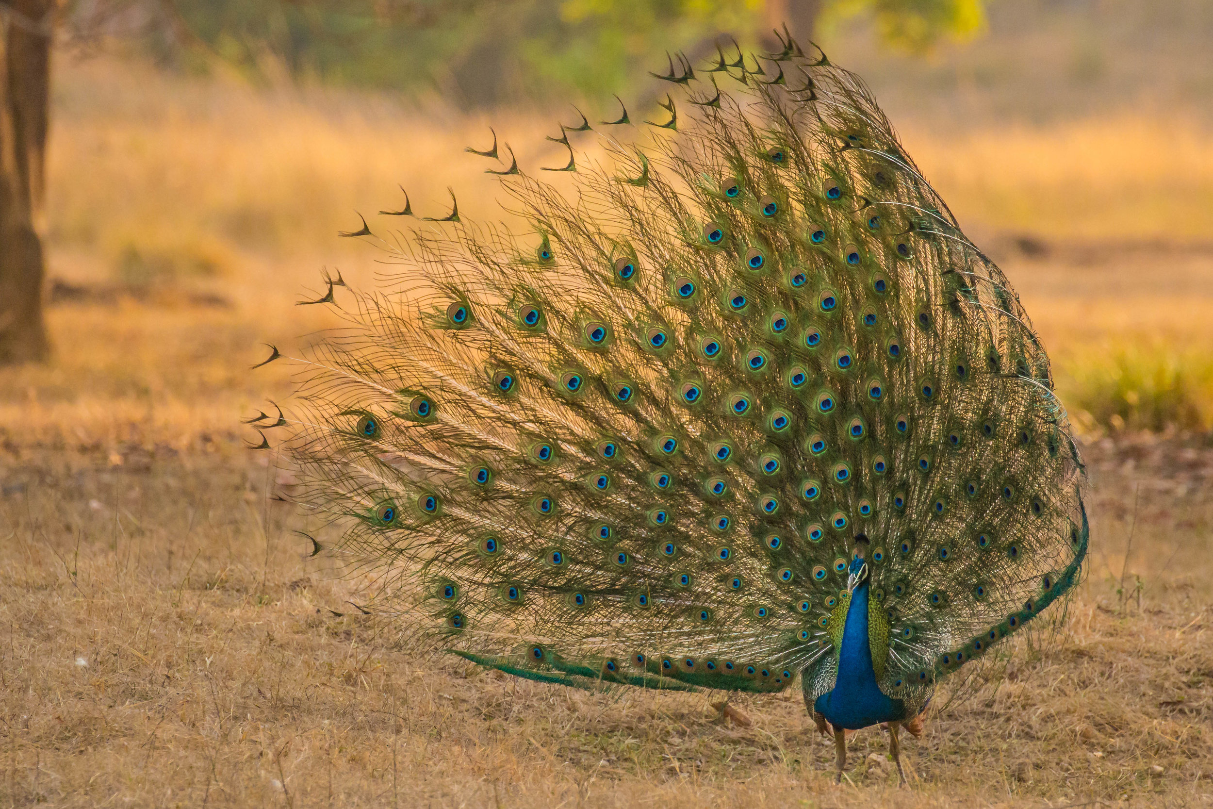 Peacock in full display mode.