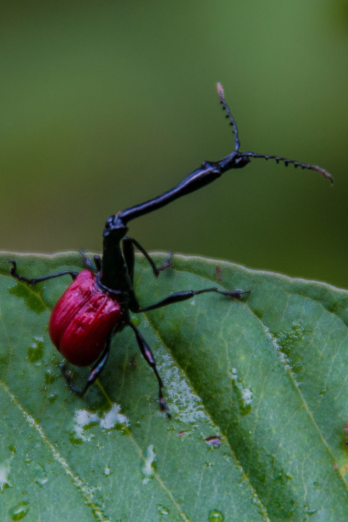 Giraffe necked weevil 2.jpg