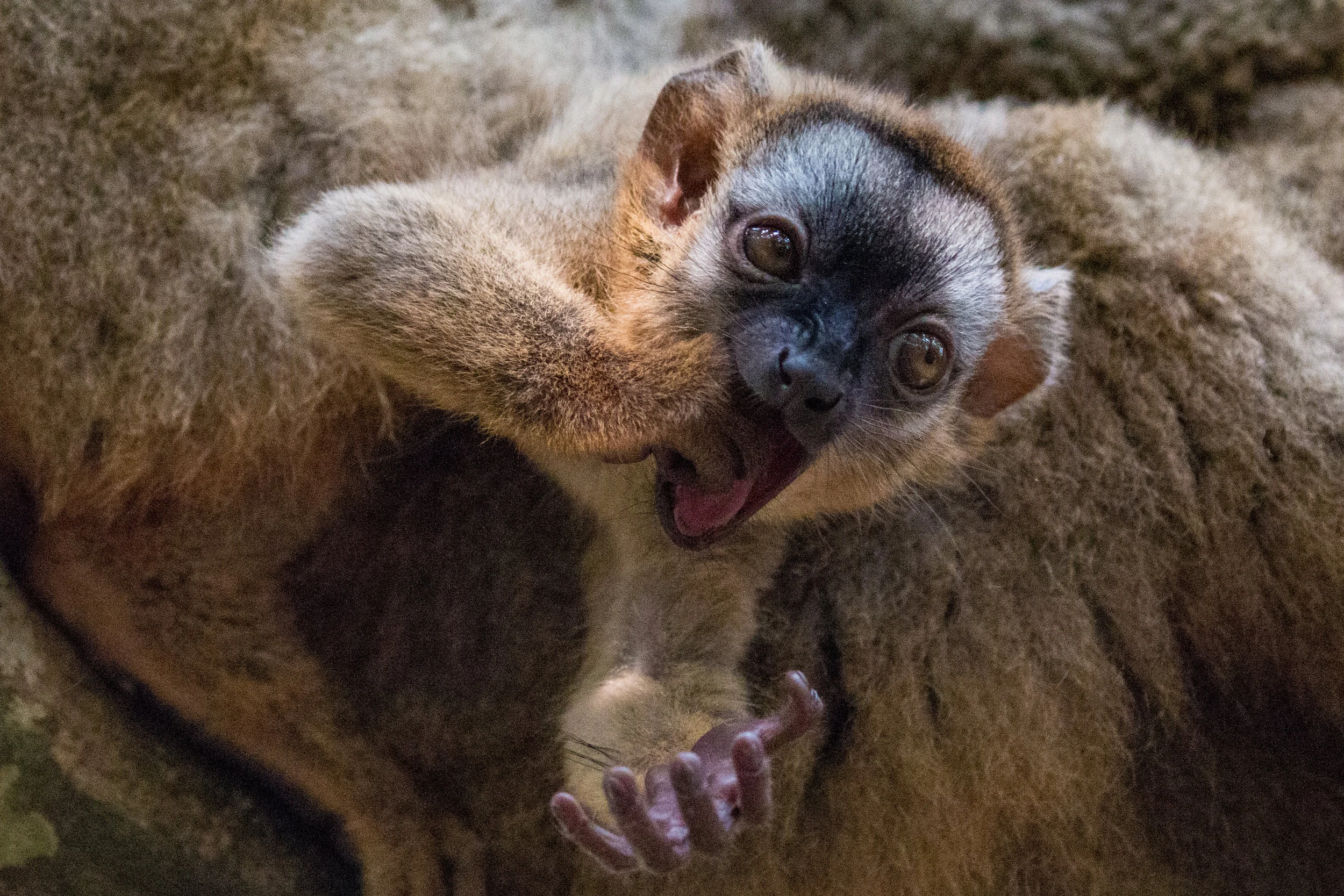 Baby bamboo lemur 1.jpg