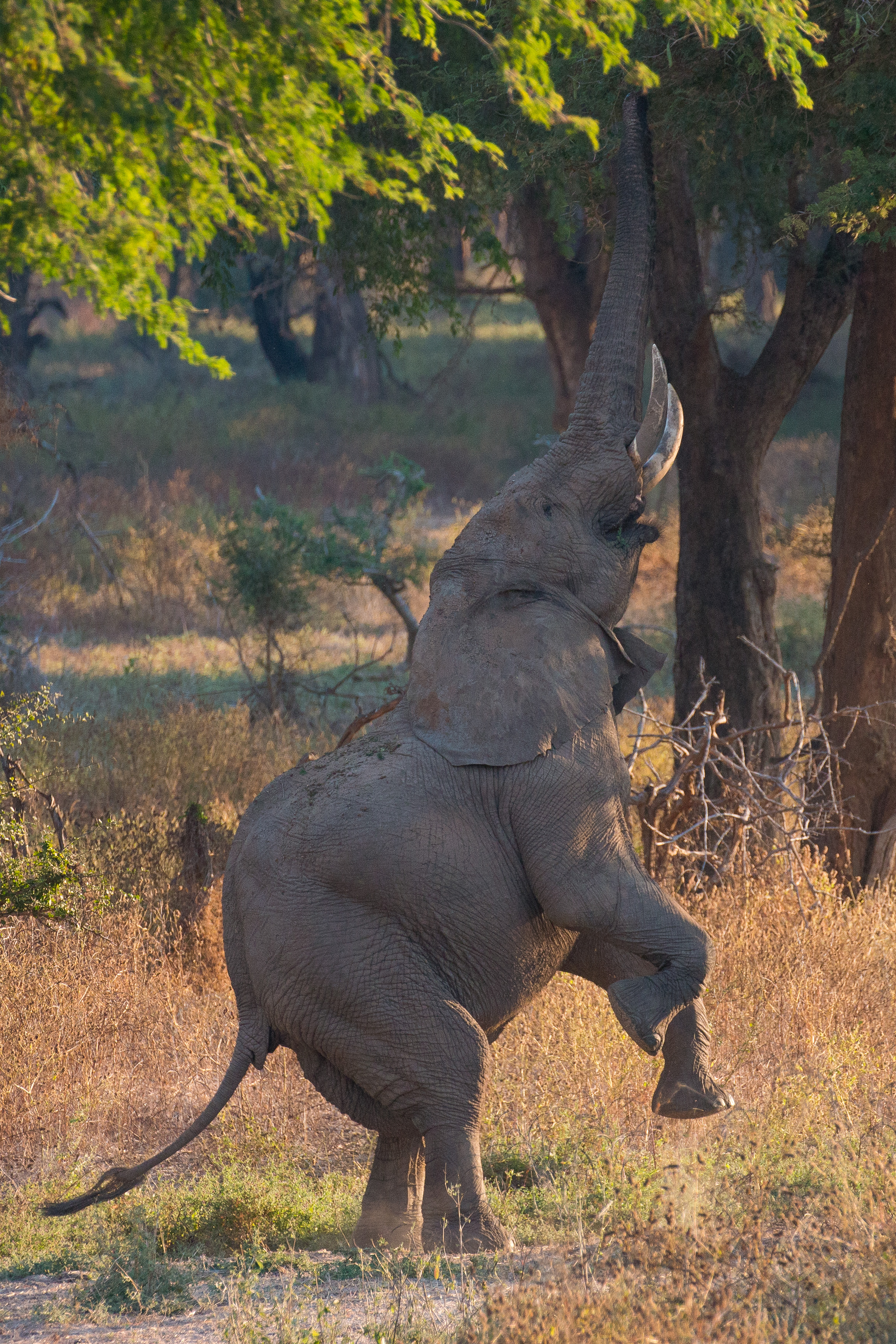 Elephant standing on hindlegs.jpg