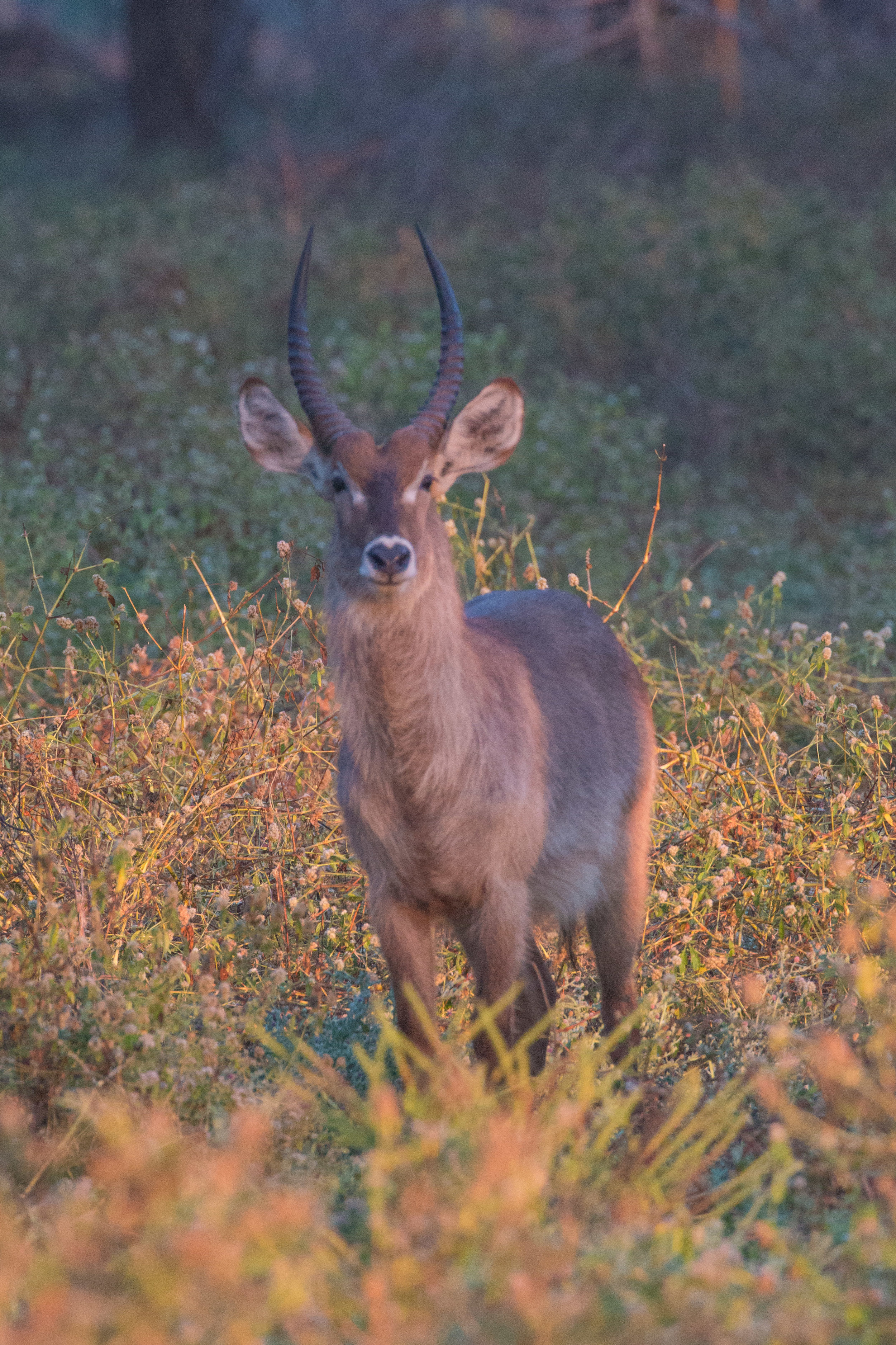 Waterbuck.jpg