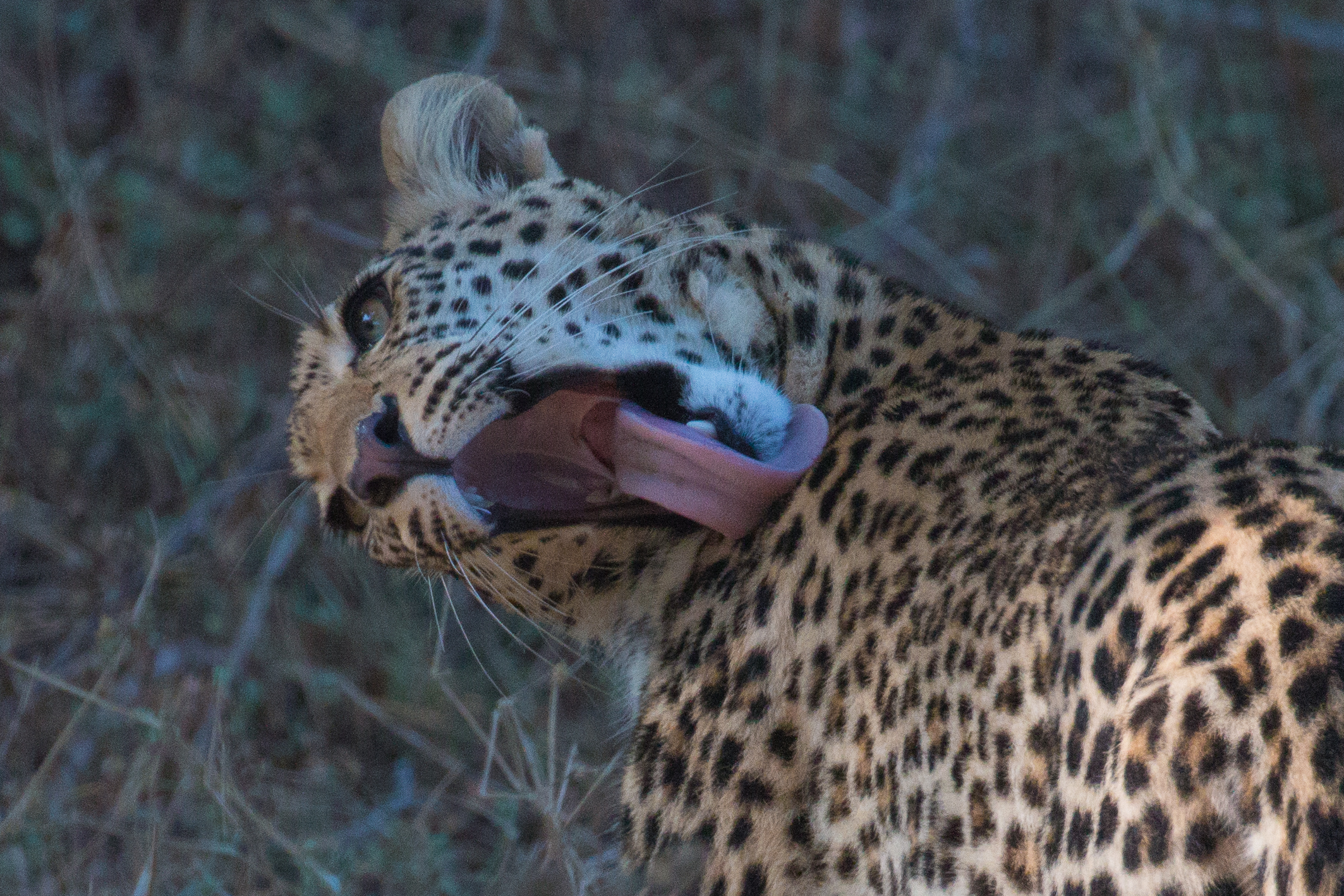 Leopard licking.jpg