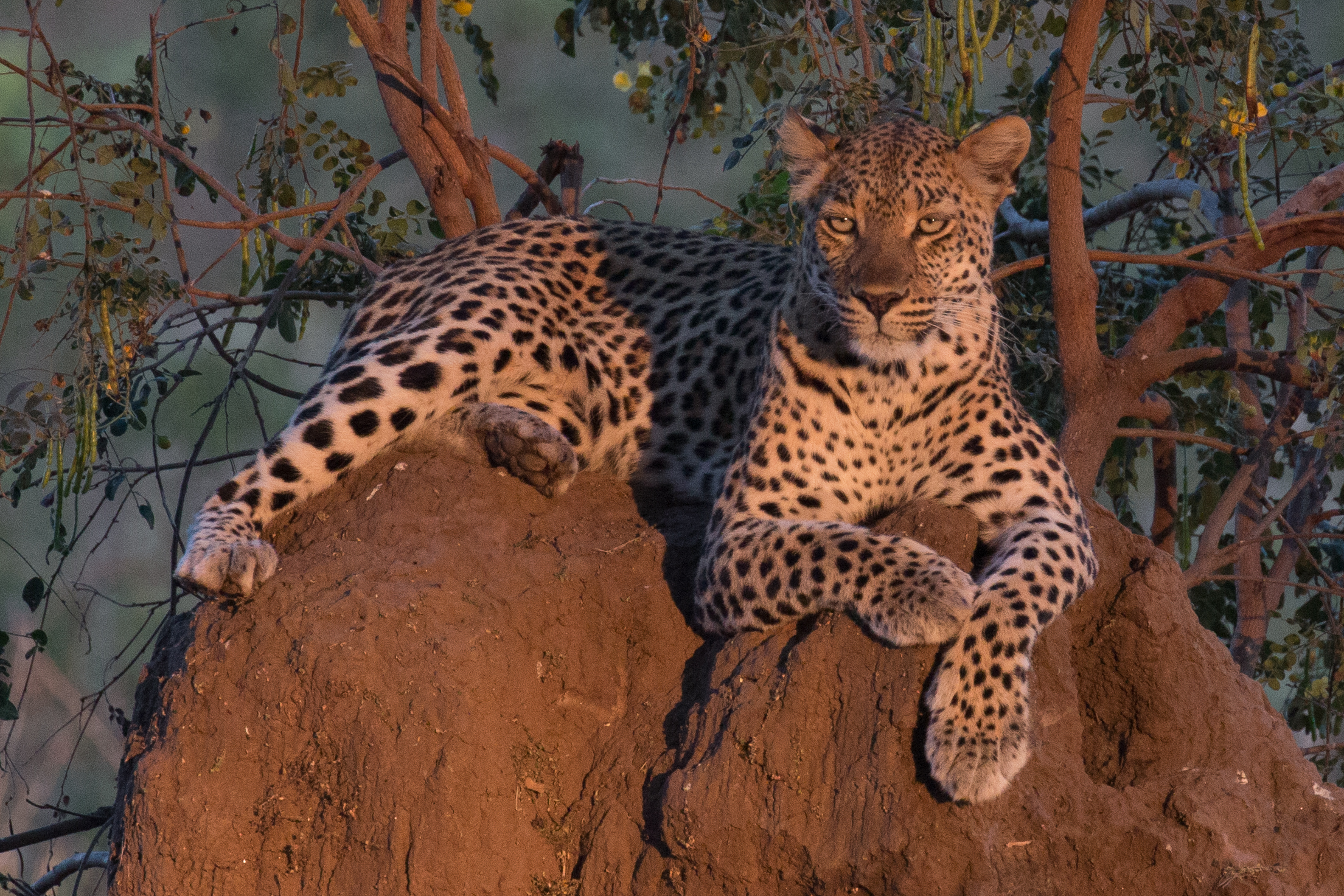 Leopard on anthill 1.jpg