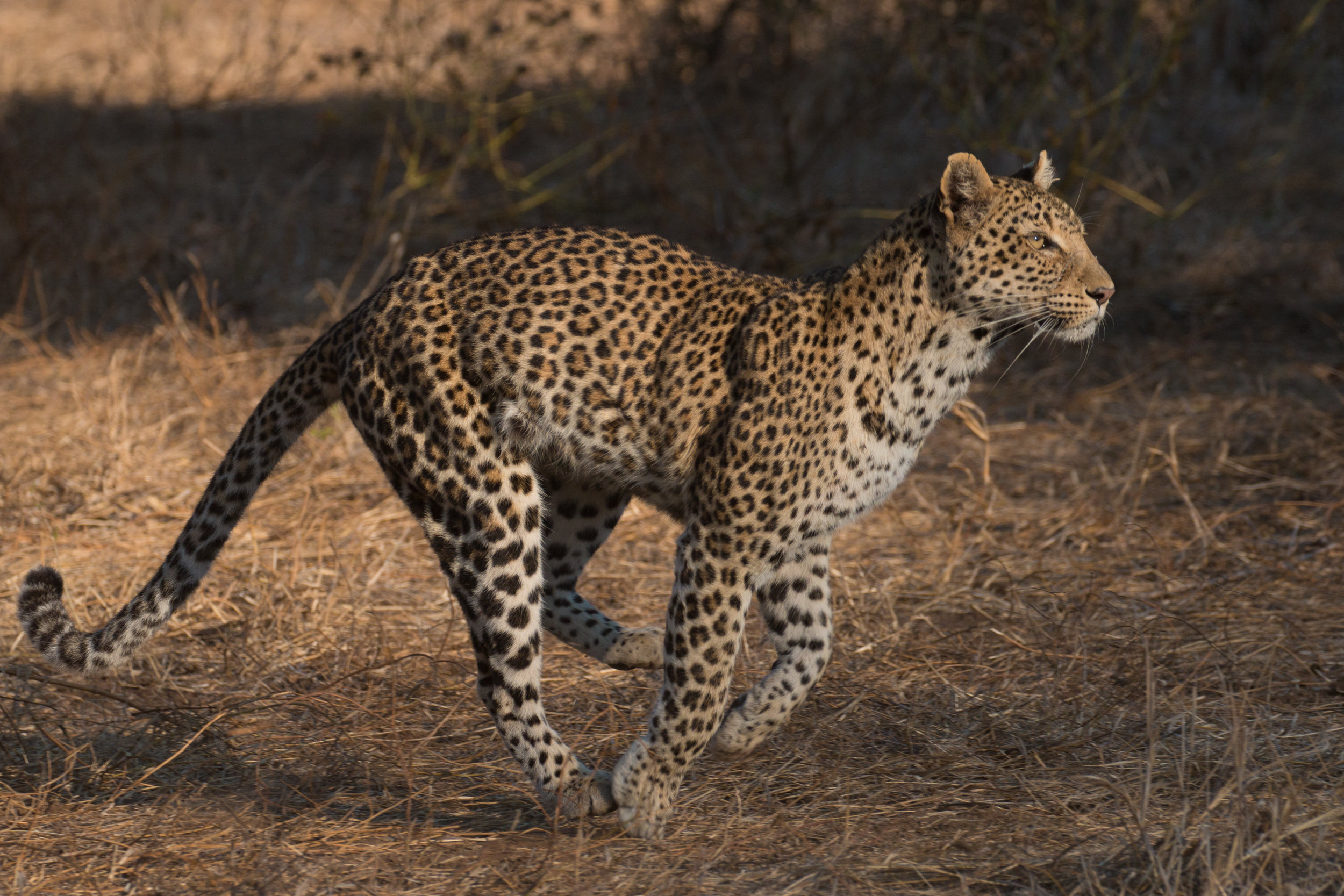 Leopard 8.jpg