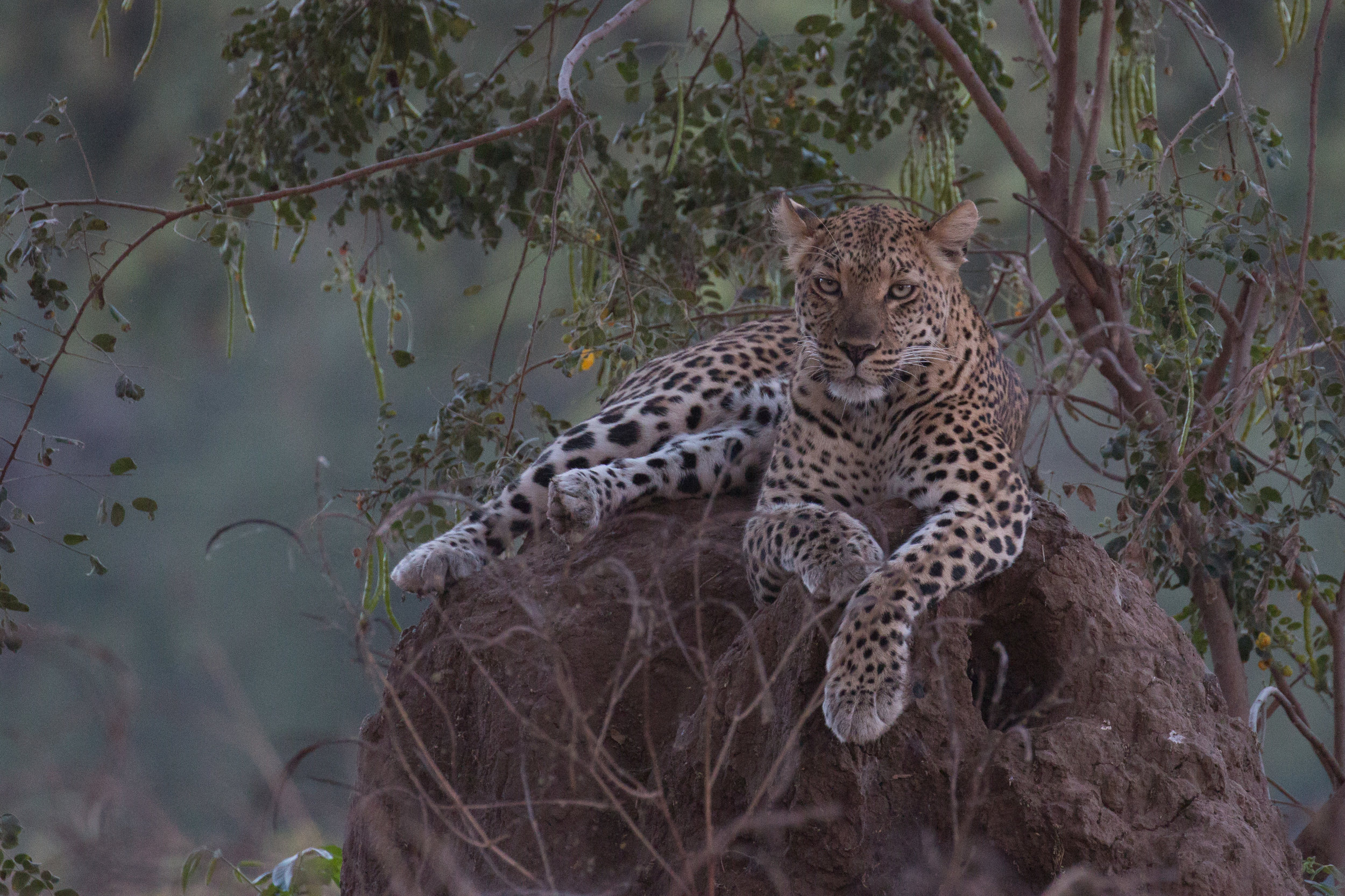 Leopard on anthill 3.jpg