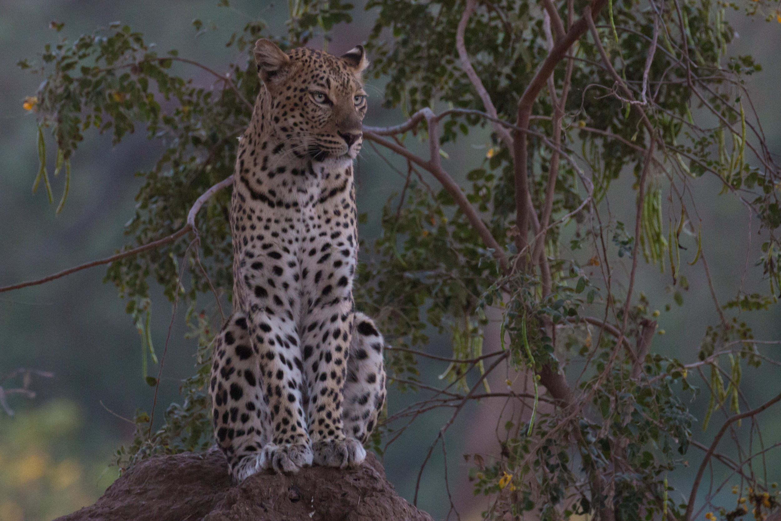 Leopard on anthill 4.jpg