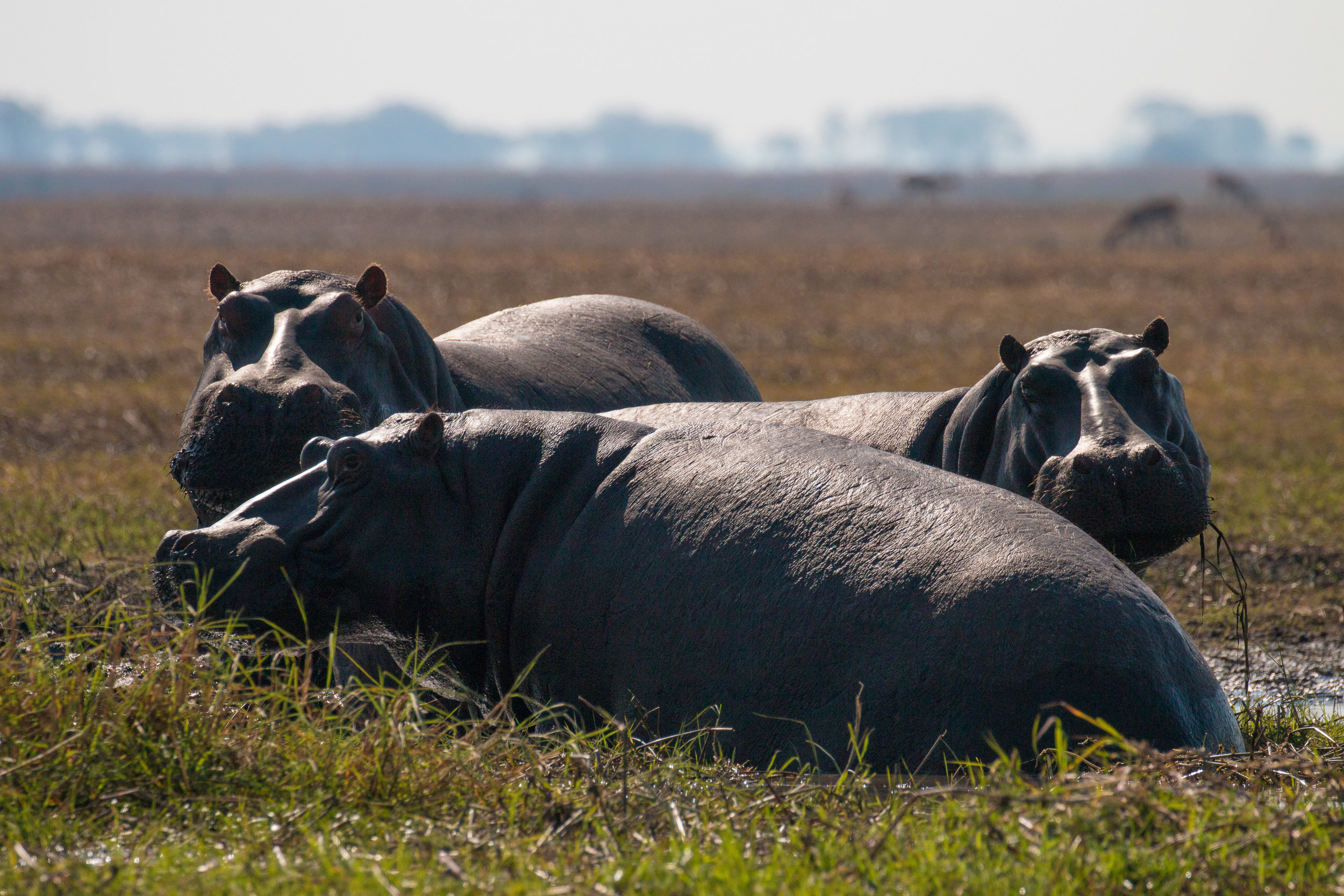 Hippos.jpg