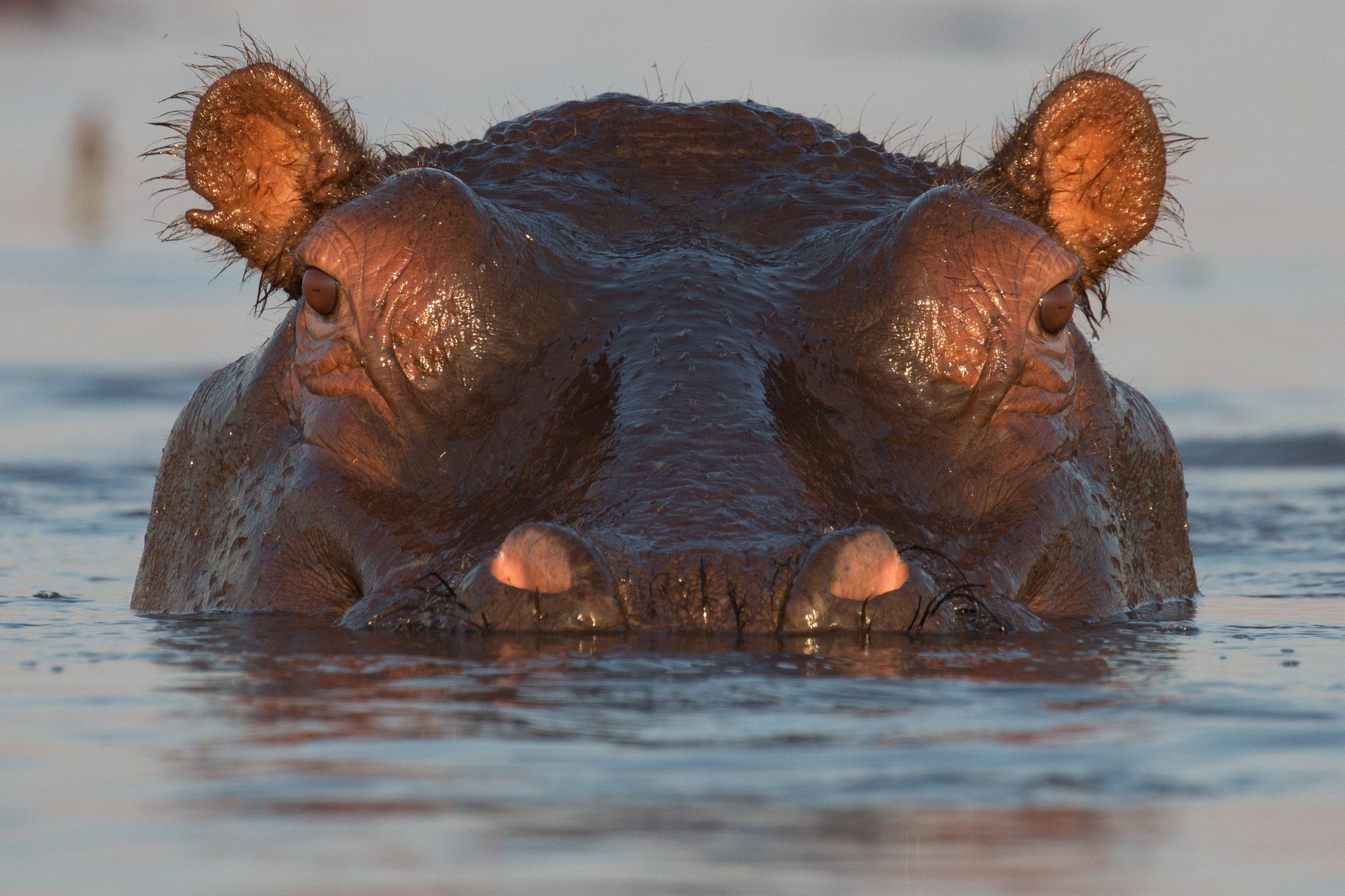 Hippos 4.jpg