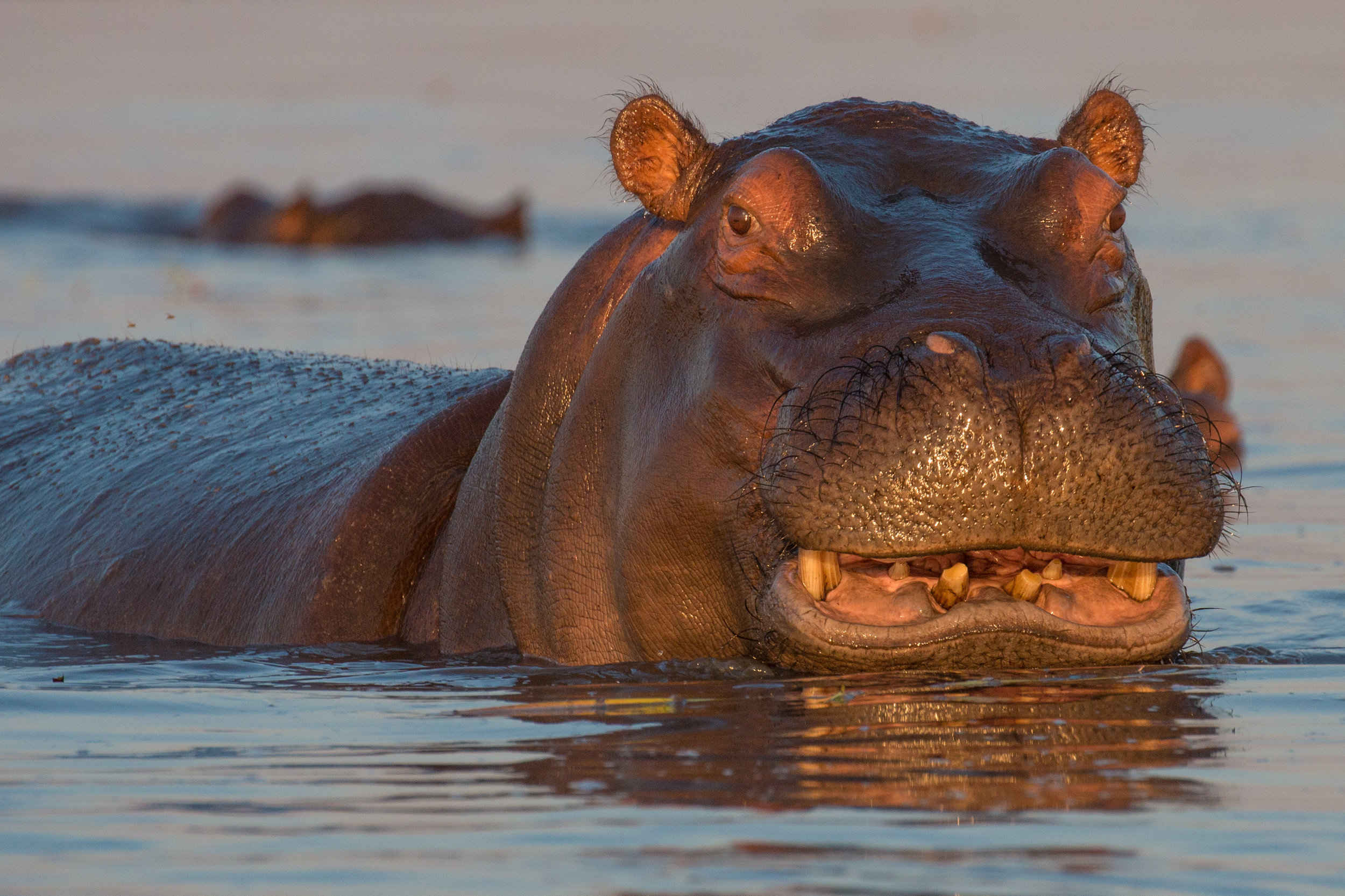 Hippos 3.jpg