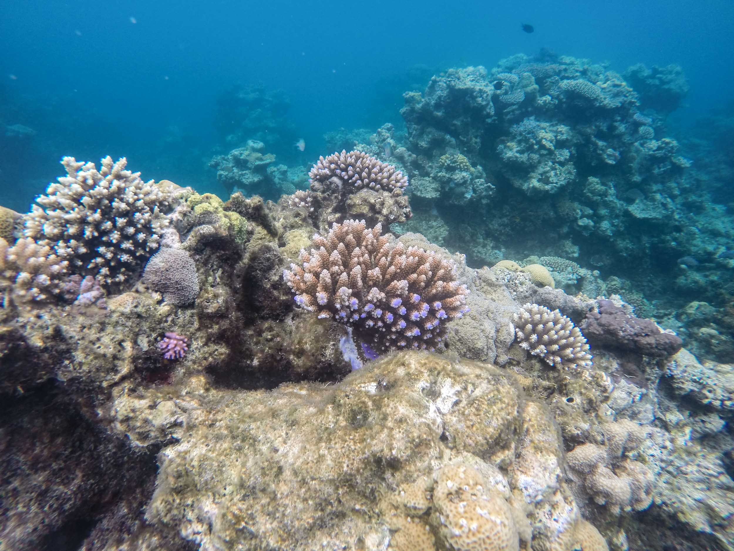 Reef Snorkeling, Vanuatu (5 of 8).jpg