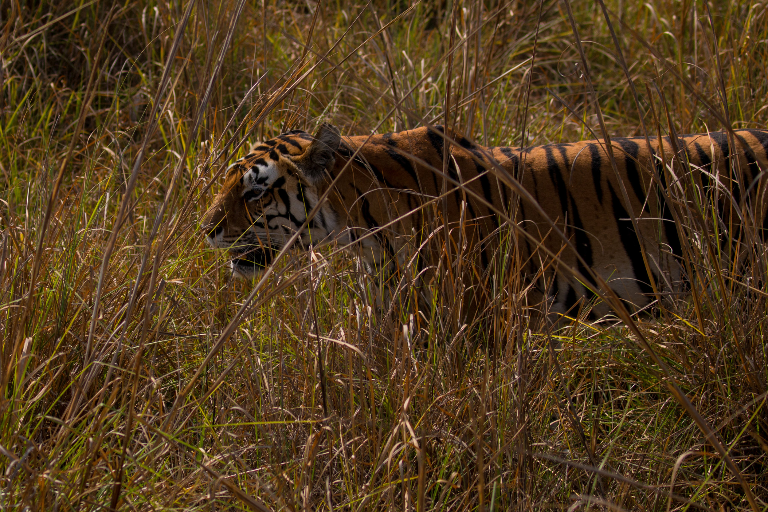 India (53 of 140).jpg