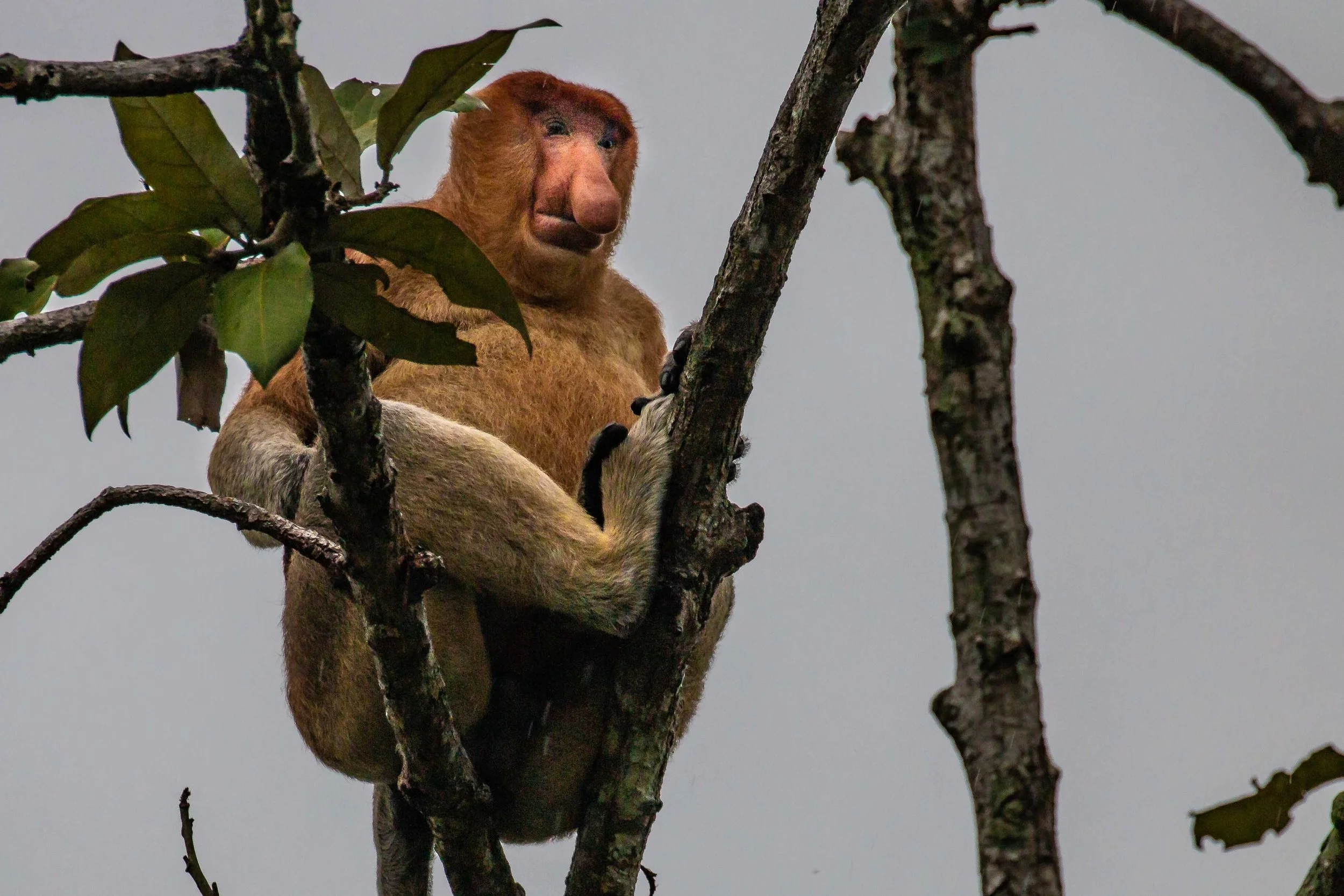 A large adult male Proboscis Monkey.