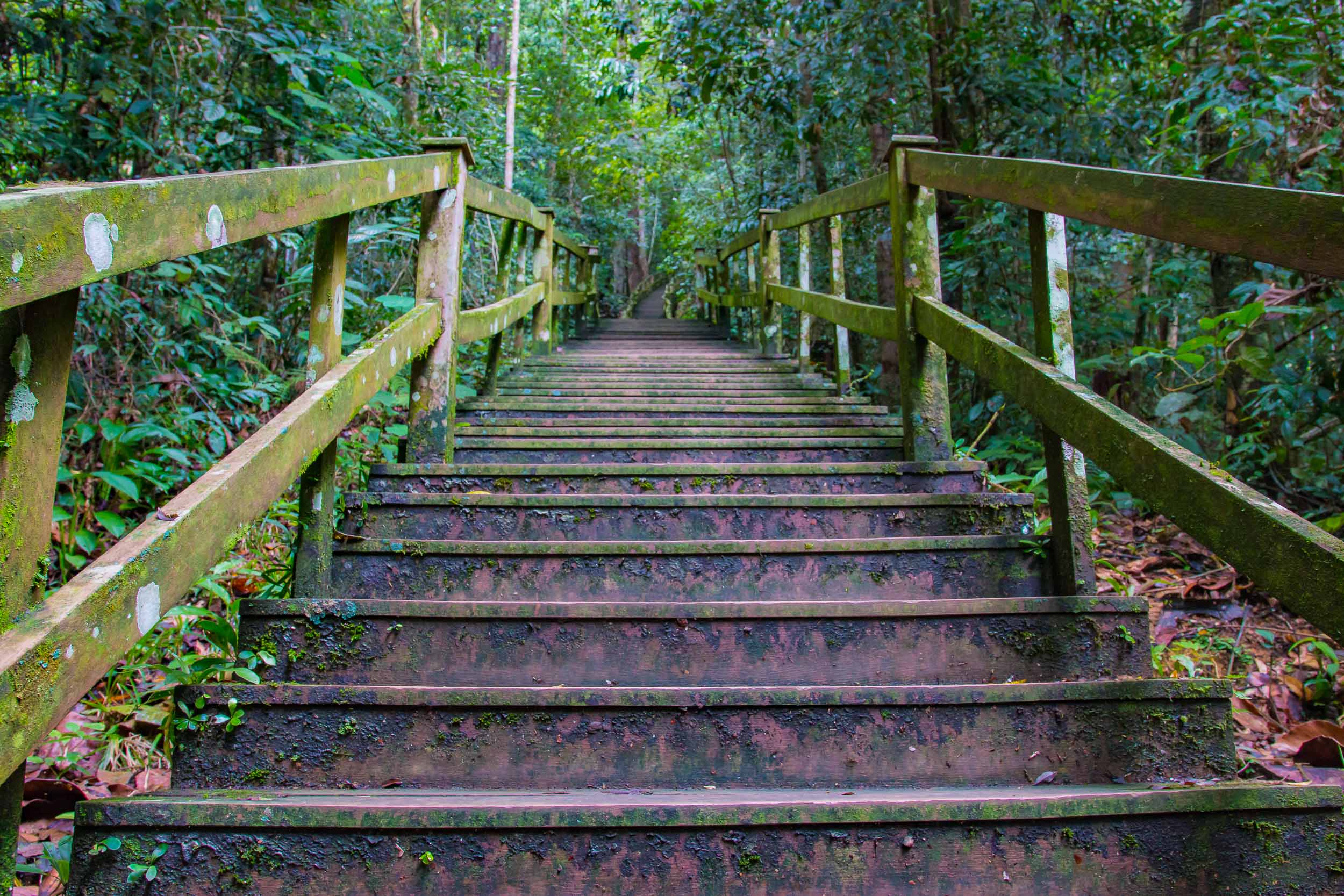 Stairs to Canopy Walkway 02.jpg