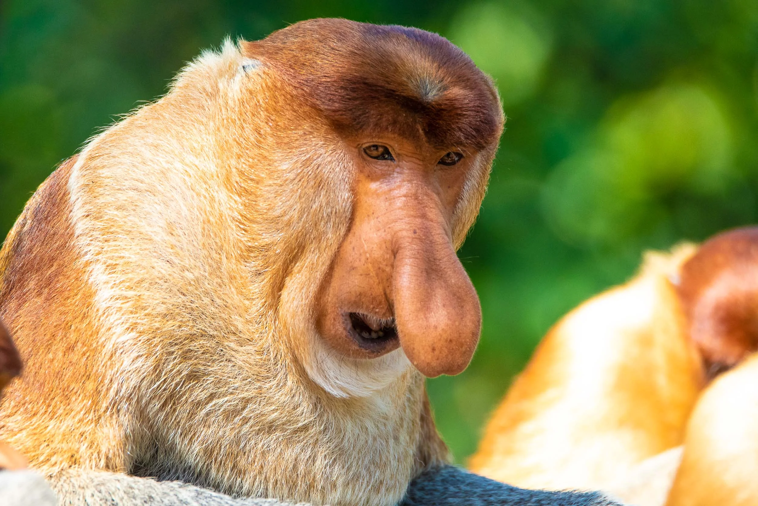 Guaranteed Wildlife In Sepilok Borneo Malaysia Yolo Traveller