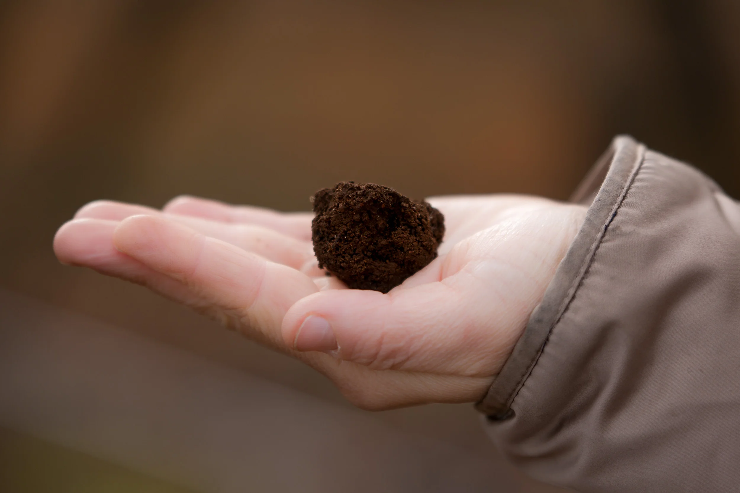 Manjimup Truffle.jpg