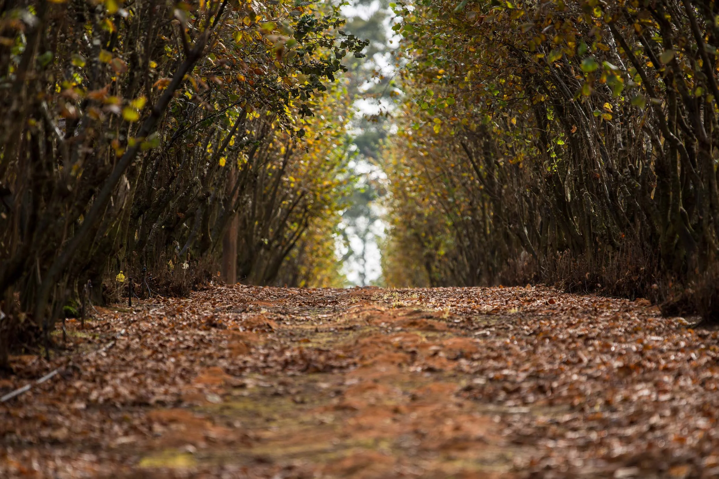 There are some 13,000 hazelnut trees planted in neat rows