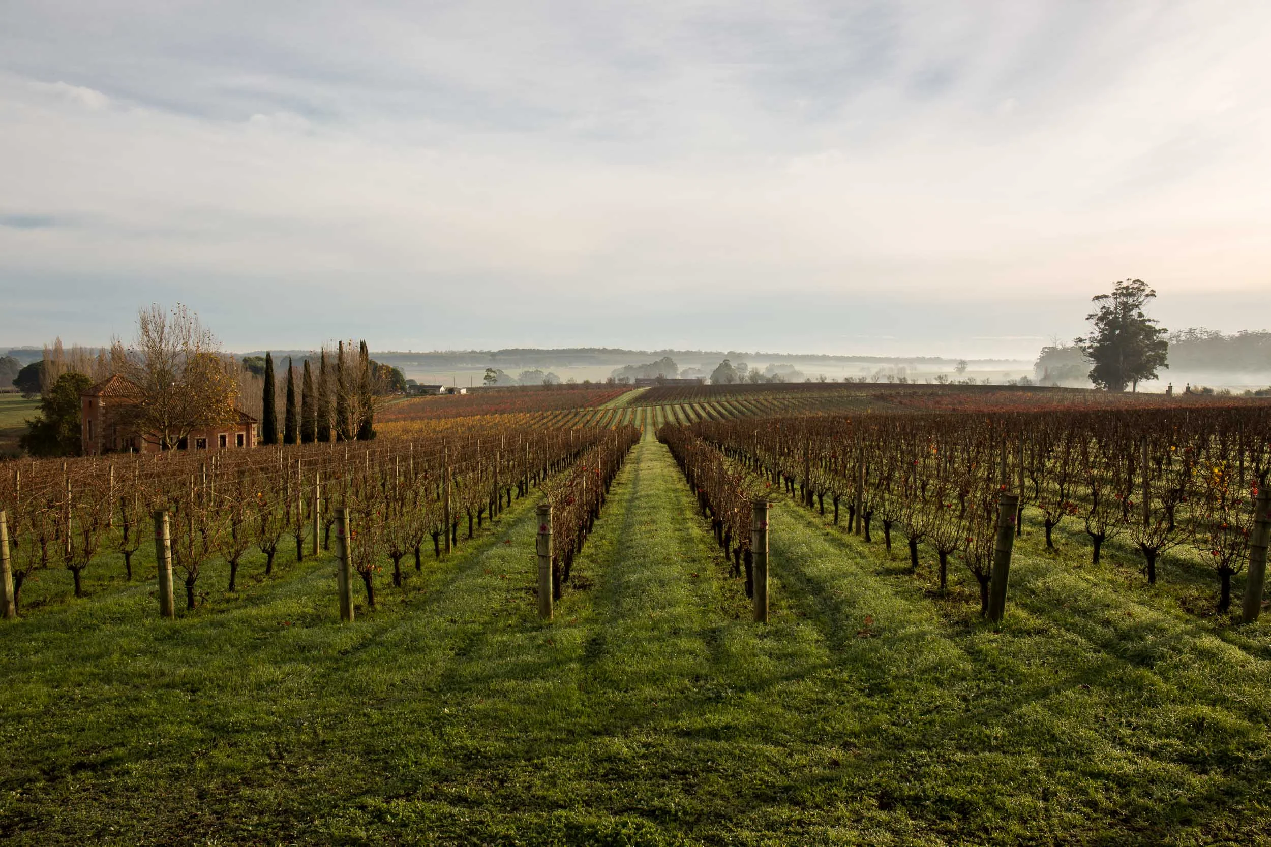 Pemberton Vineyard.jpg