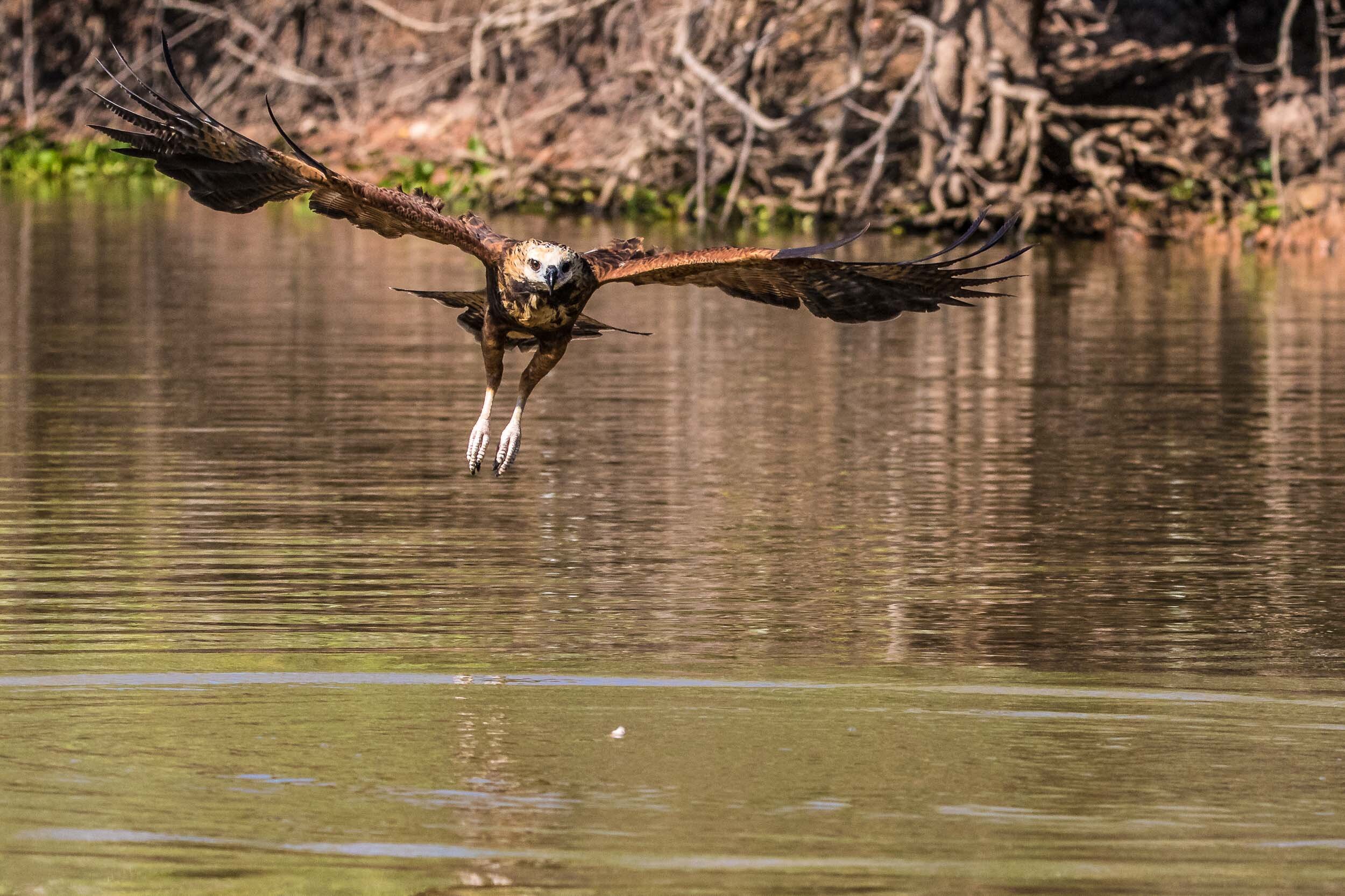 Black collared hawk diving for fish, SouthWild Pantanal Lodge, Brazil
