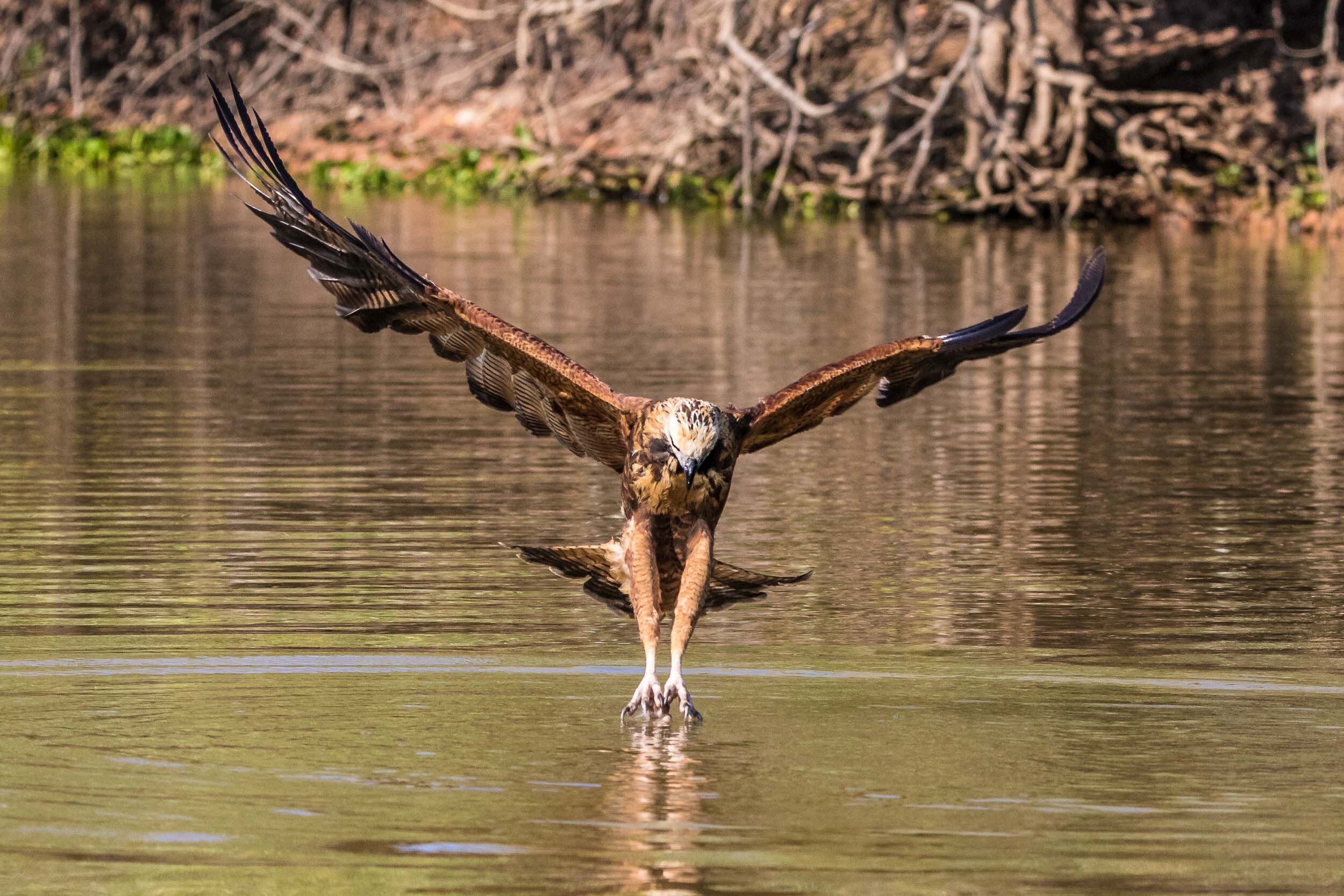 Black collared hawk catching a fish, SouthWild Pantanal Lodge, Brazil