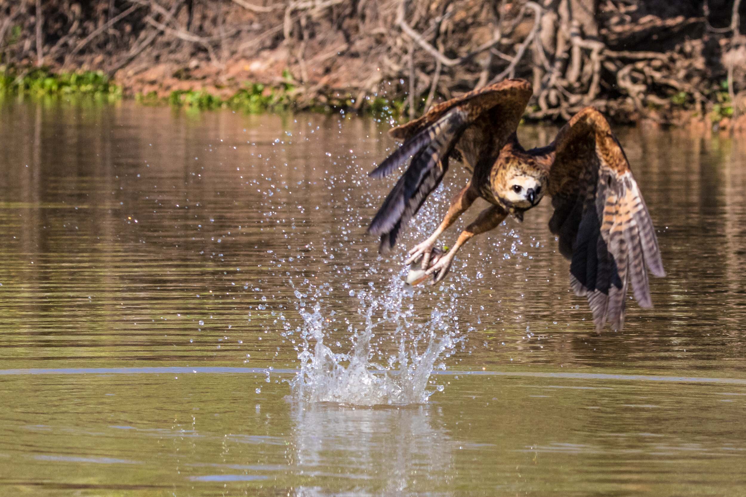 Black collared hawk with fish in its claws, SouthWild Pantanal Lodge, Brazil