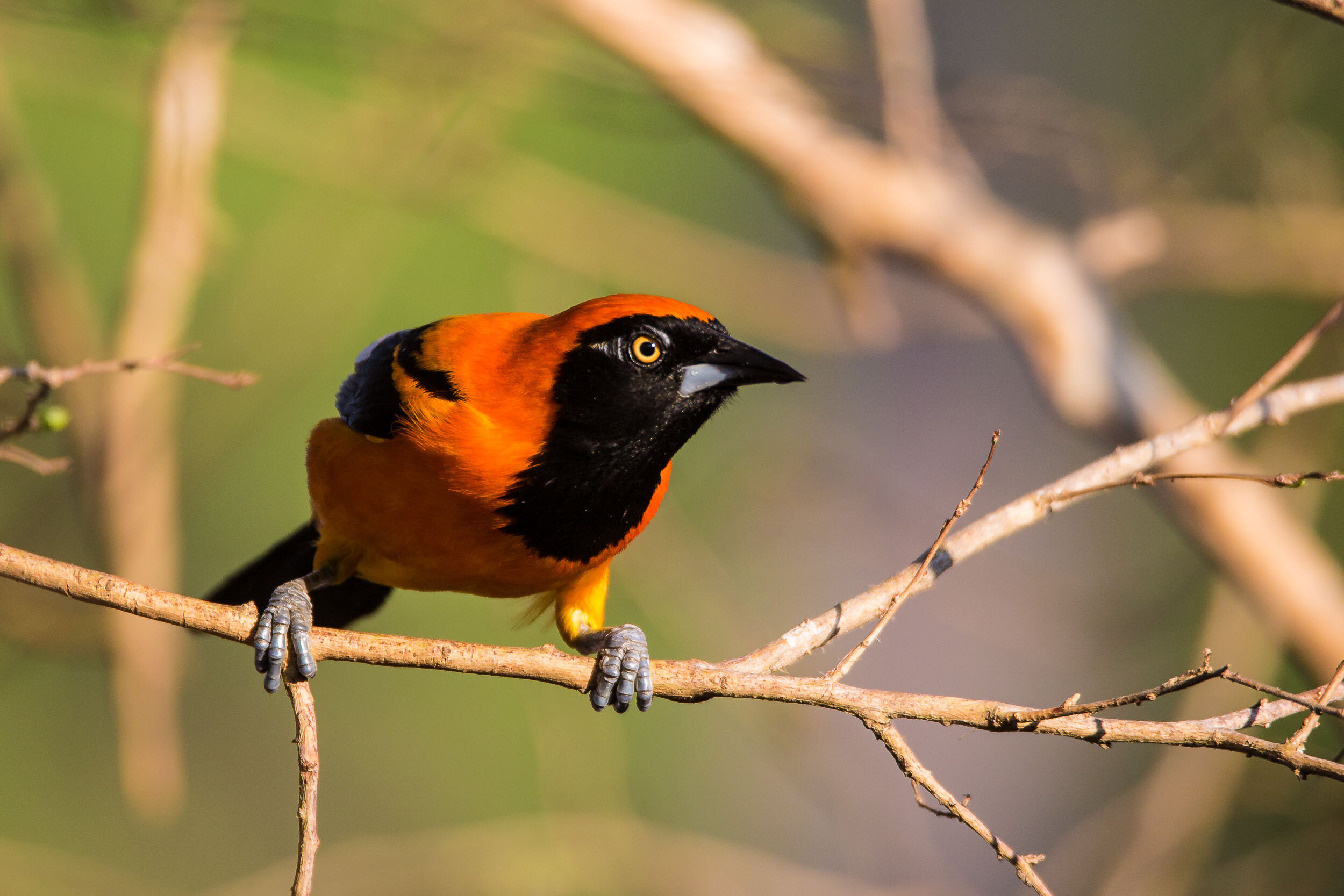Orange-backed troupial, SouthWild Pantanal Lodge, Brazil