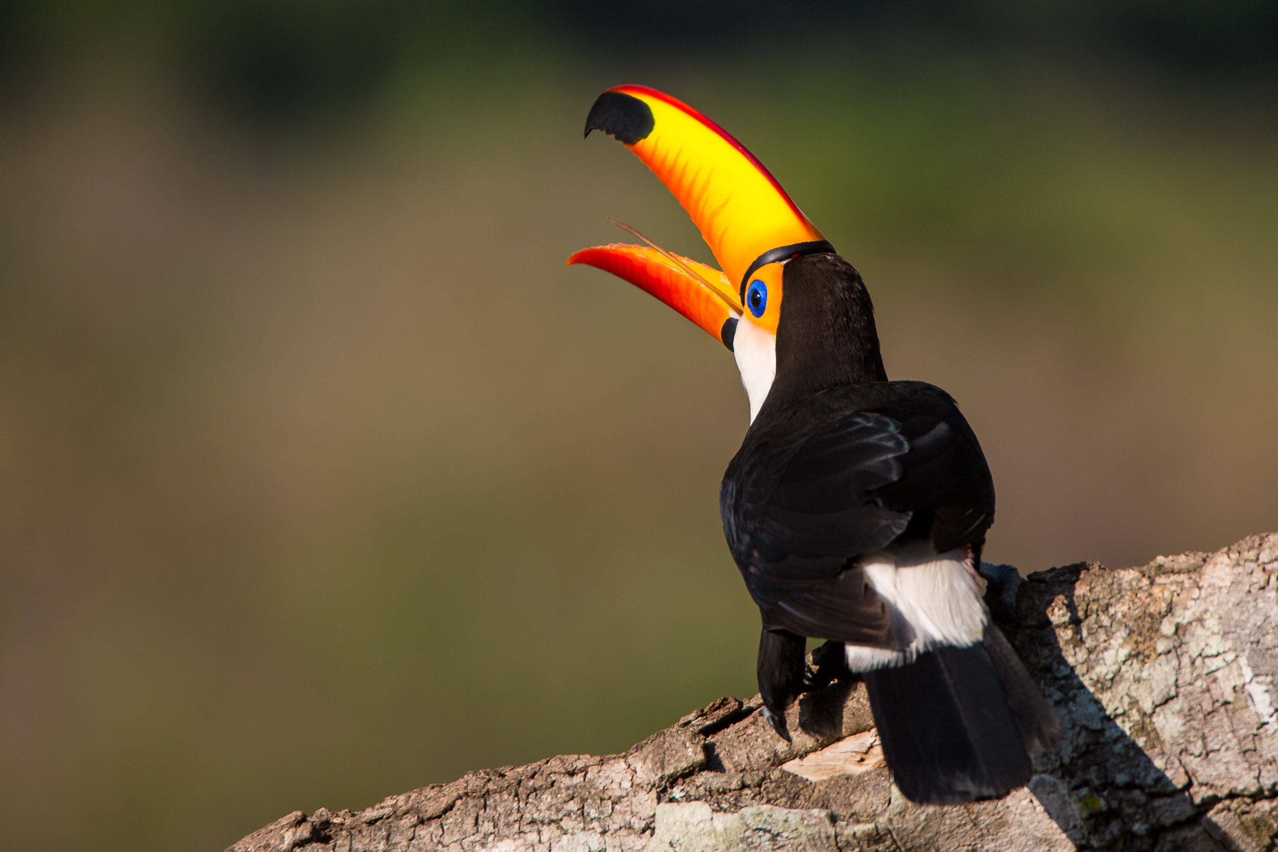 The amazing tongue of a tocu toucan, SouthWild Pantanal Lodge, Brazil