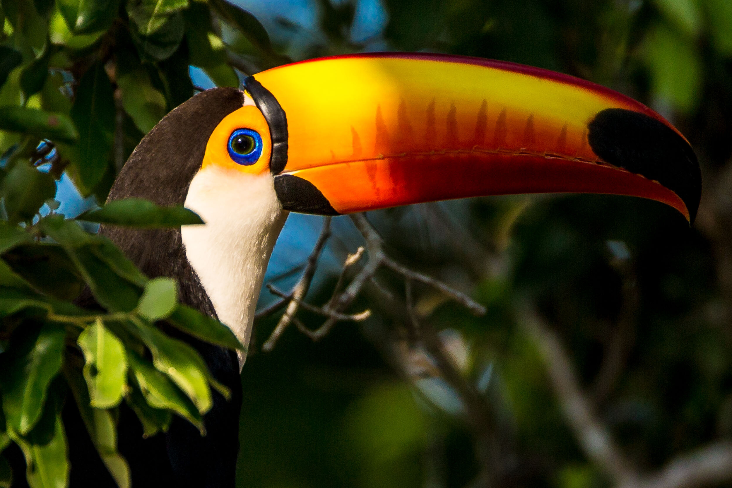 Tocu toucan, SouthWild Pantanal Lodge, Brazil