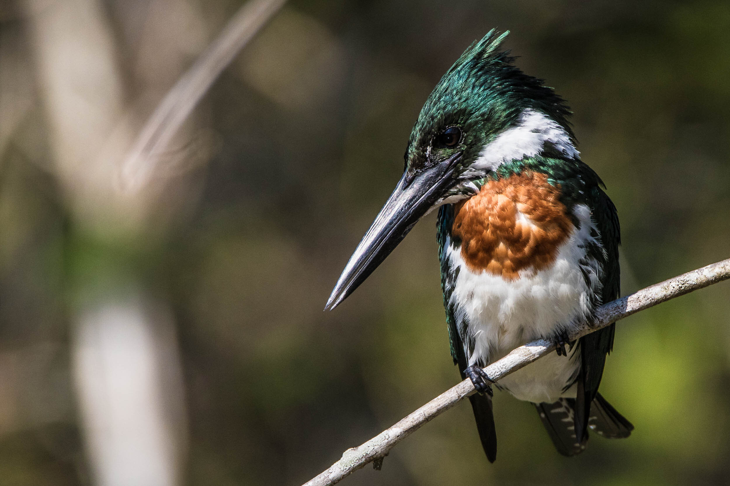 Male amazon kingfisher, SouthWild Pantanal Lodge, Brazil
