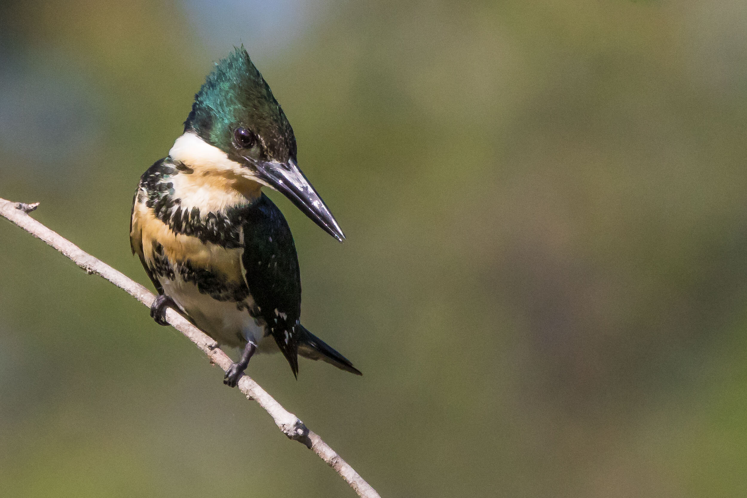 Female green kingfisher, SouthWild Pantanal Lodge, Brazil