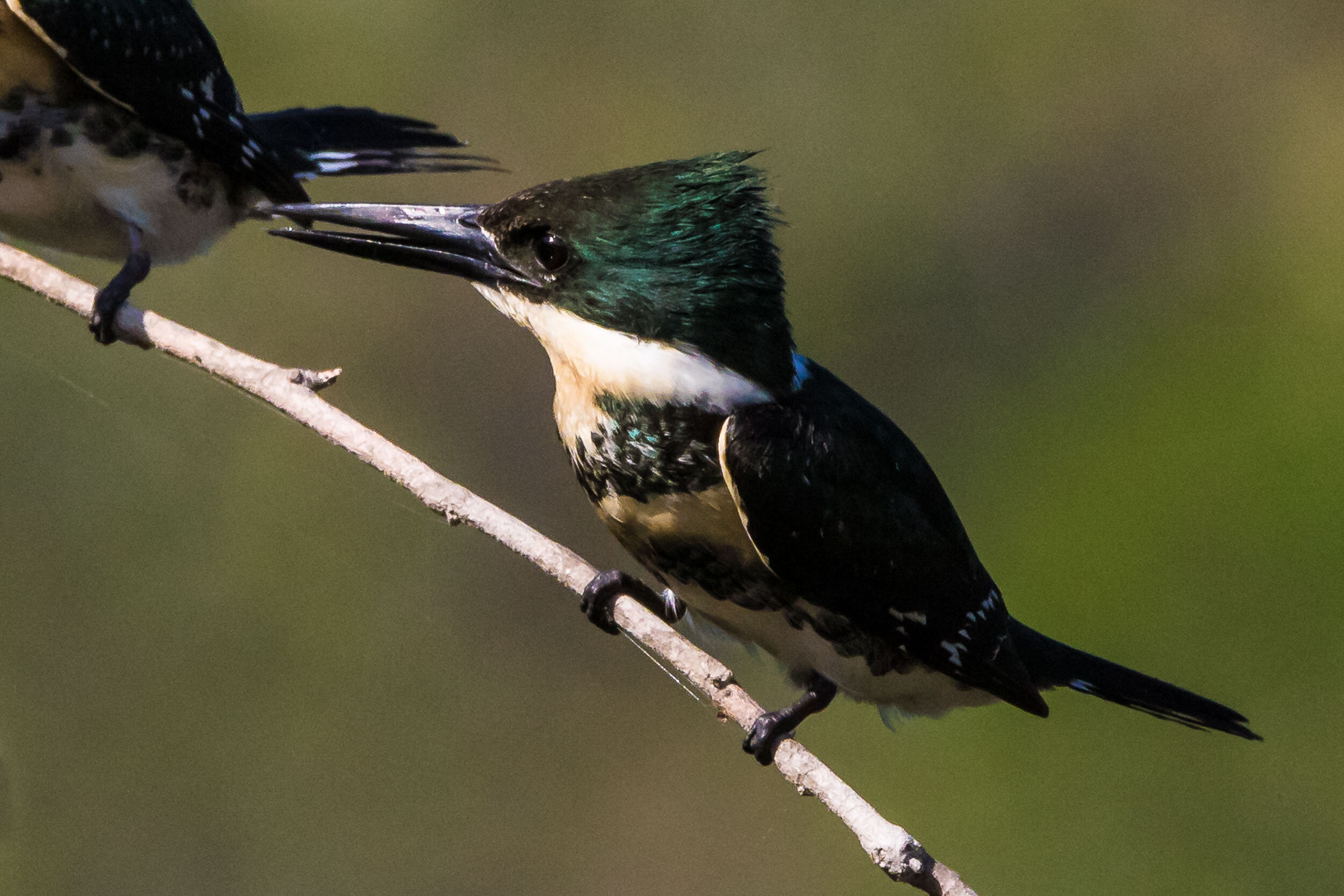 Green kingfisher, SouthWild Pantanal Lodge, Brazil