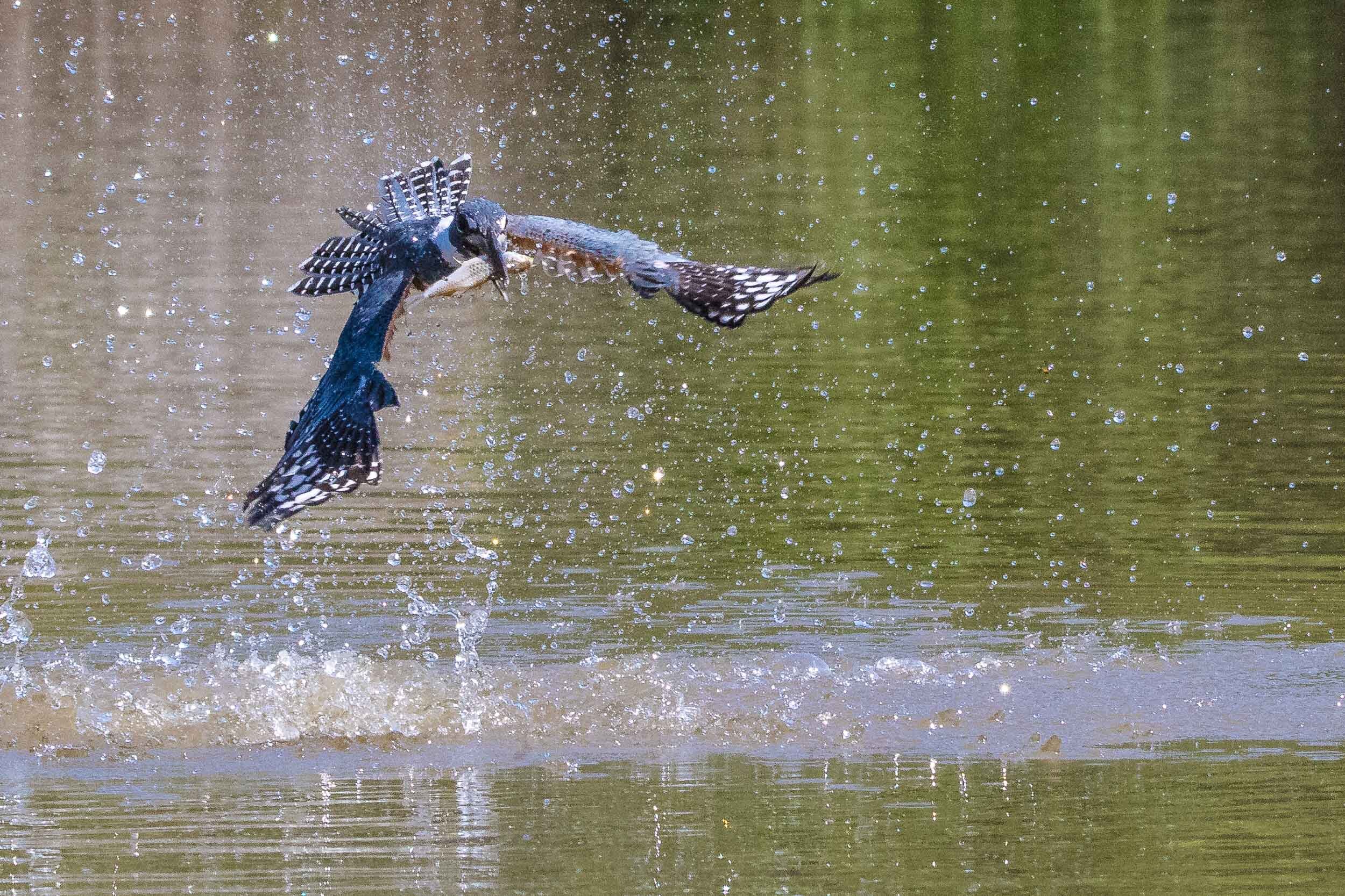 Ringed kingfisher catching a fish, SouthWild Pantanal Lodge, Brazil