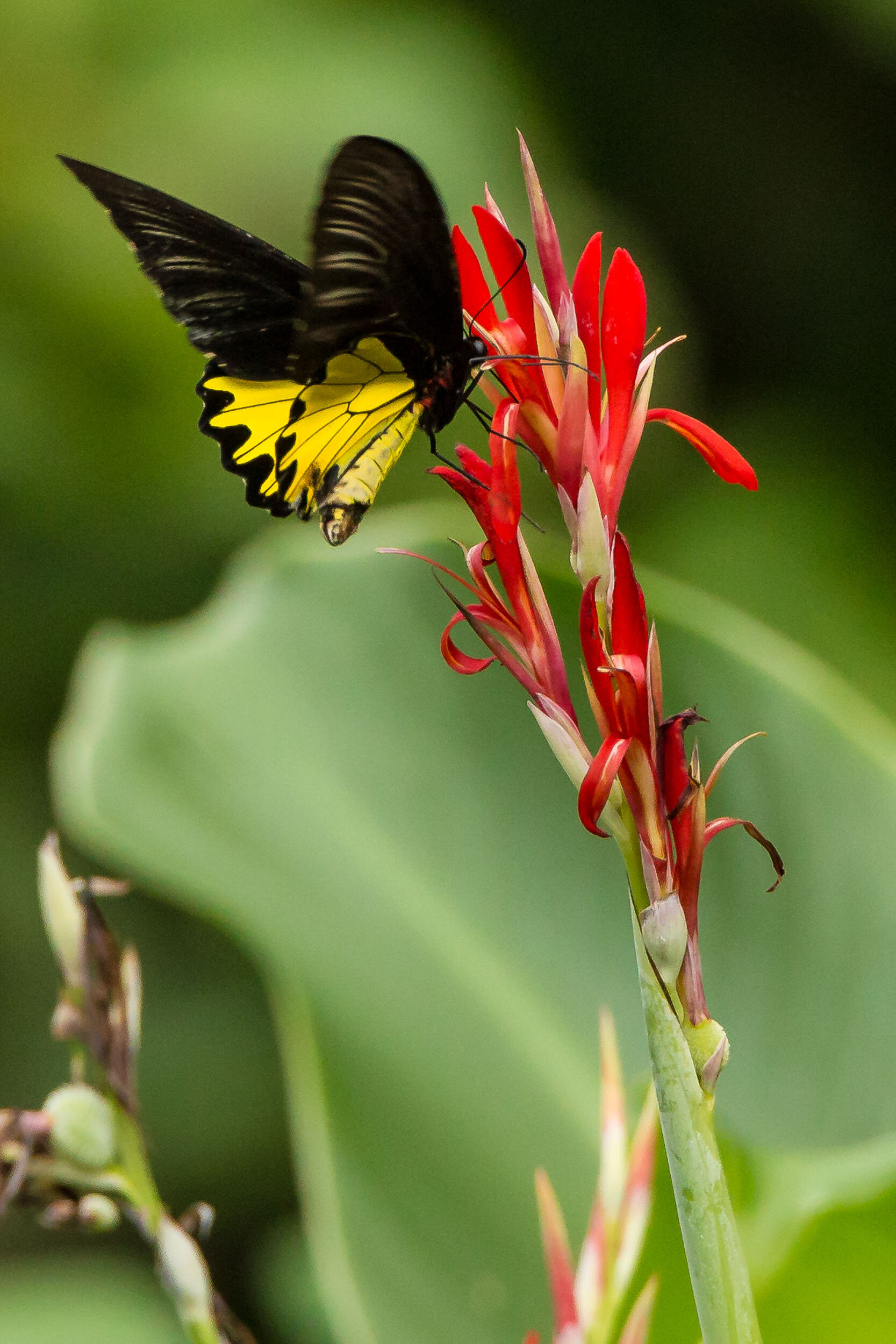 Kinabatangan River Wildlife Sanctuary (91 of 97).jpg