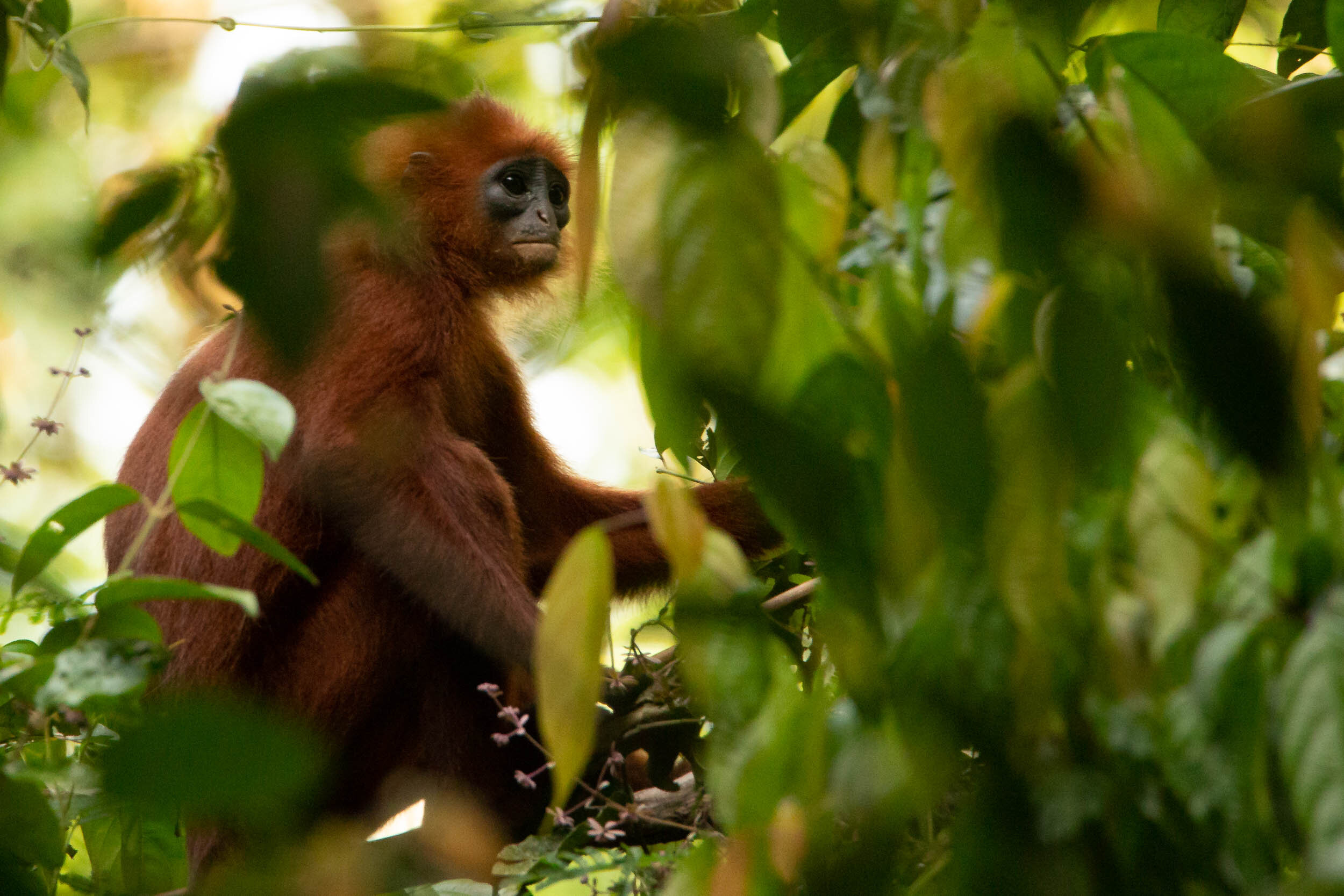 Kinabatangan River Wildlife Sanctuary (71 of 97).jpg