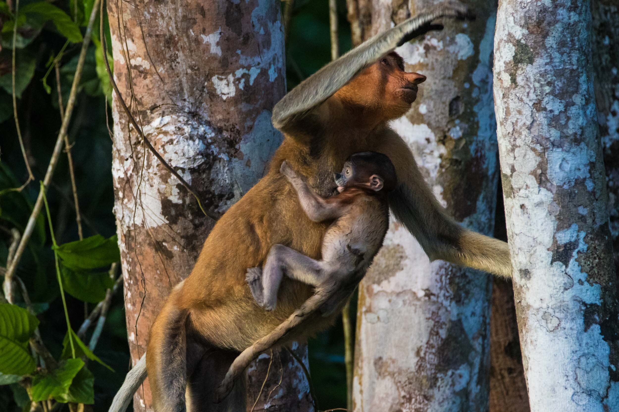 Kinabatangan River Wildlife Sanctuary (1 of 97).jpg