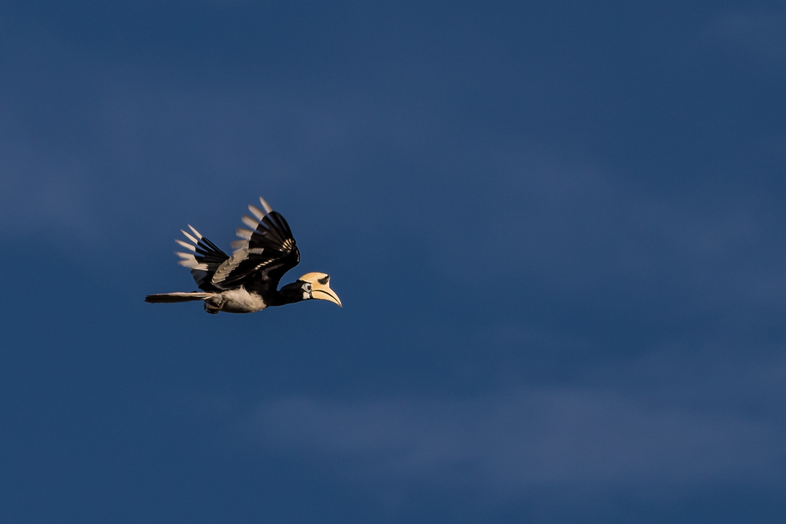 Kinabatangan River Wildlife Sanctuary (17 of 97).jpg