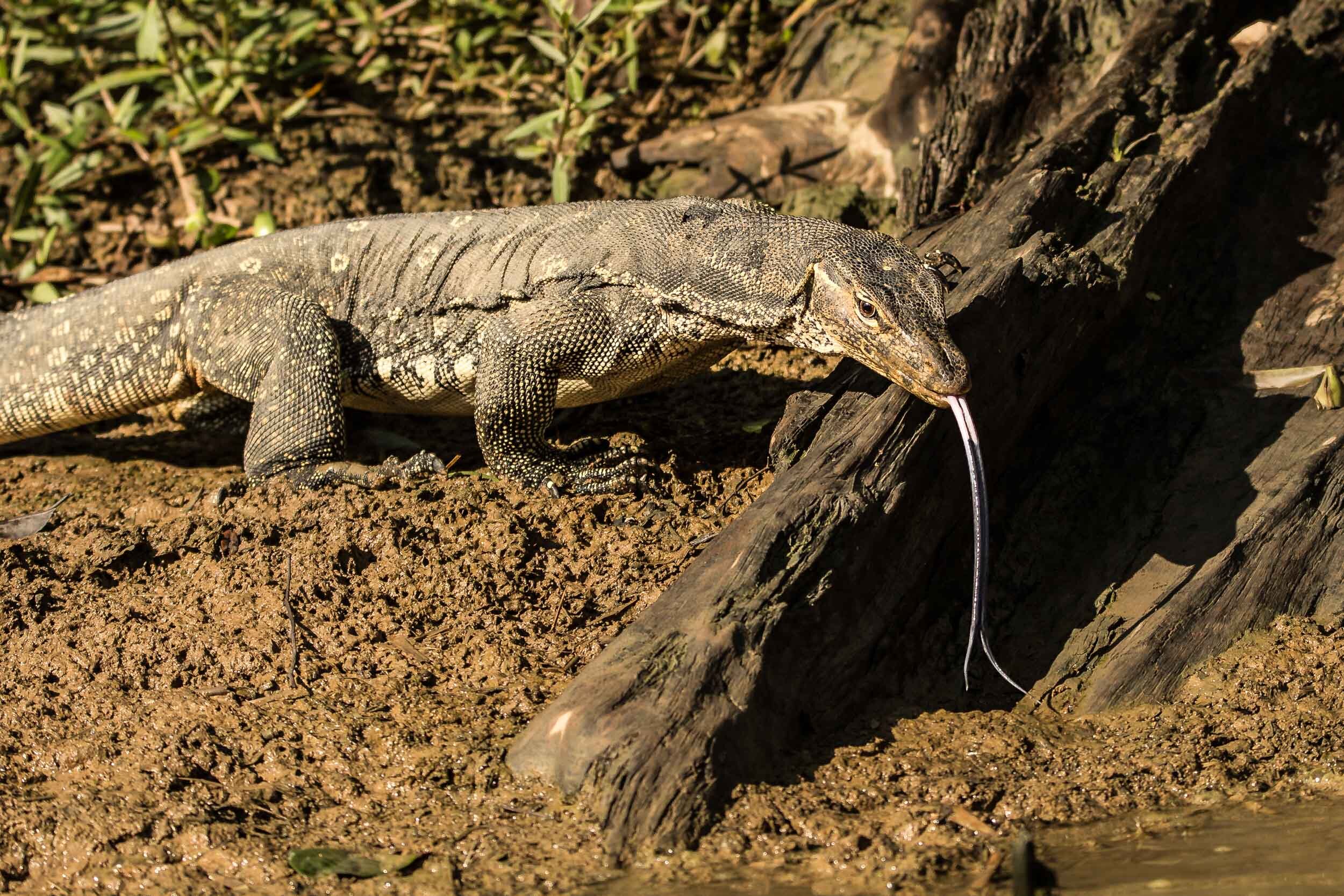 Kinabatangan River Wildlife Sanctuary (68 of 97).jpg