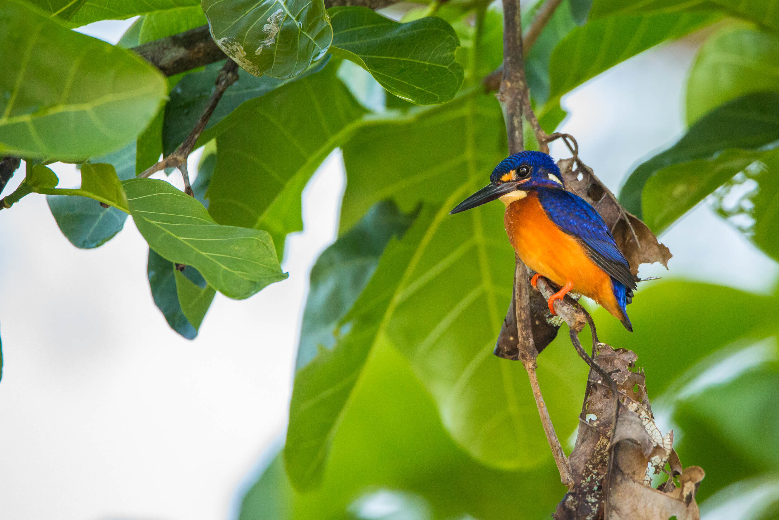 Kinabatangan River Wildlife Sanctuary (70 of 97).jpg