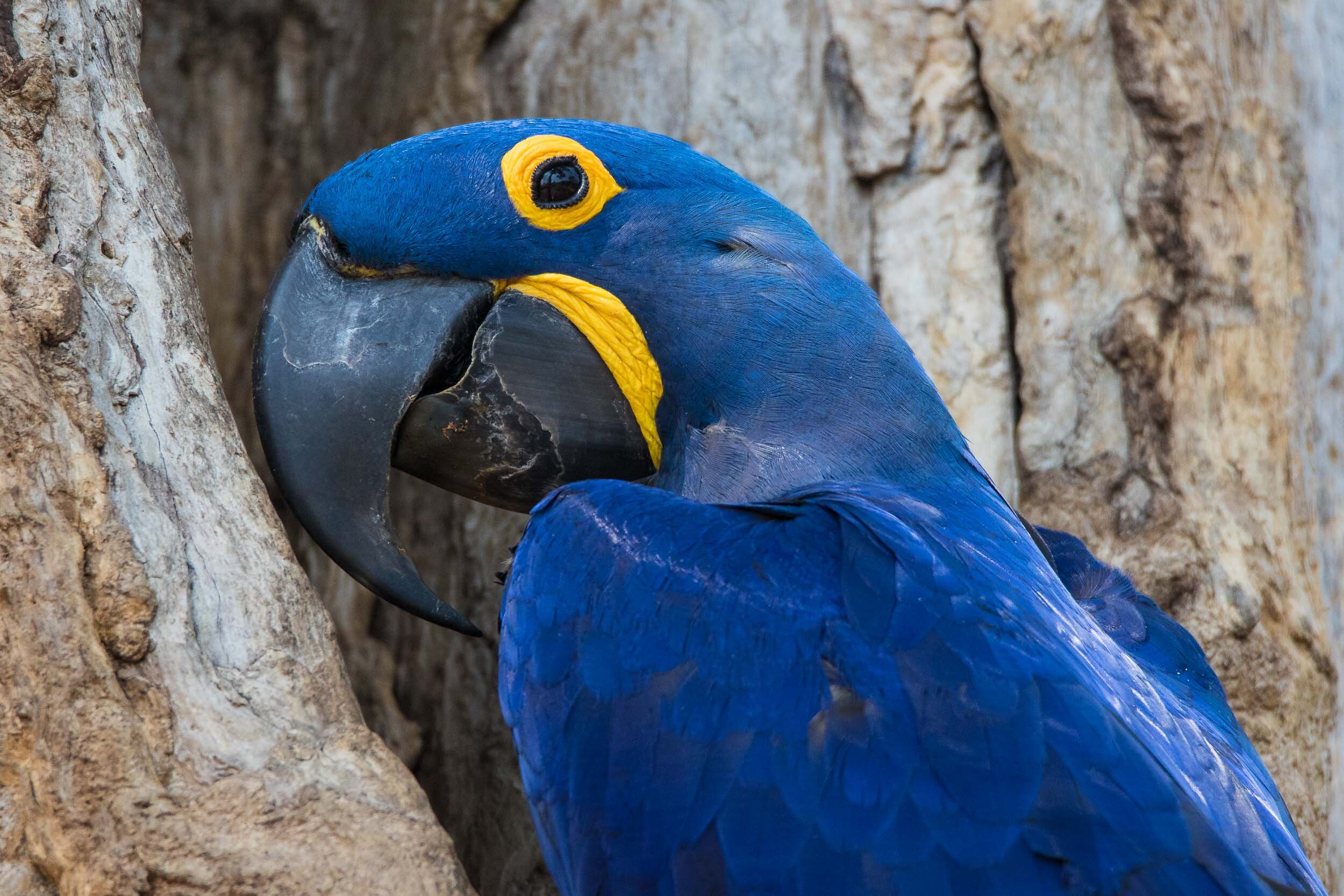 Hyacinth (blue) macaw
