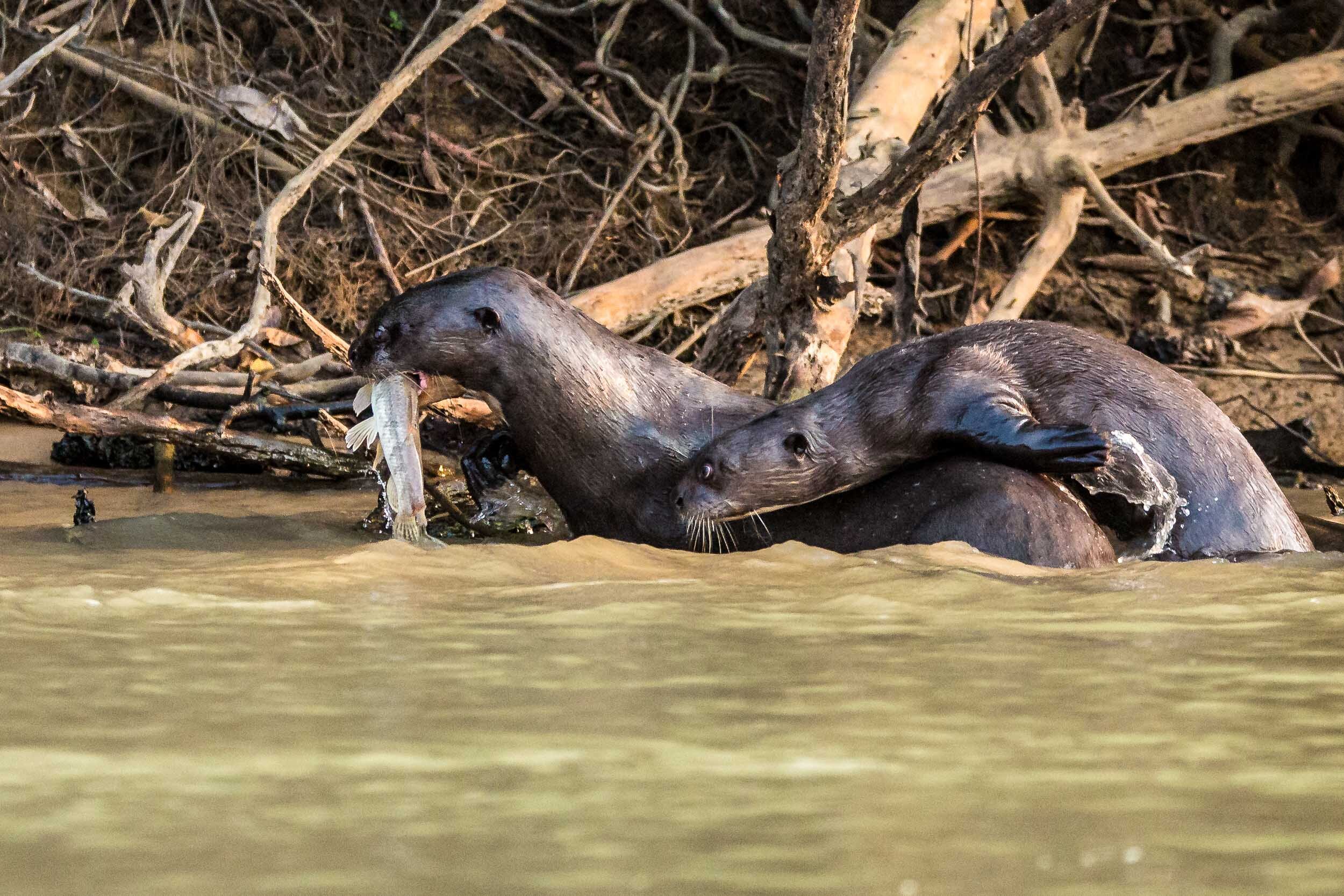 A family of Giant Otter fight it out over a catch
