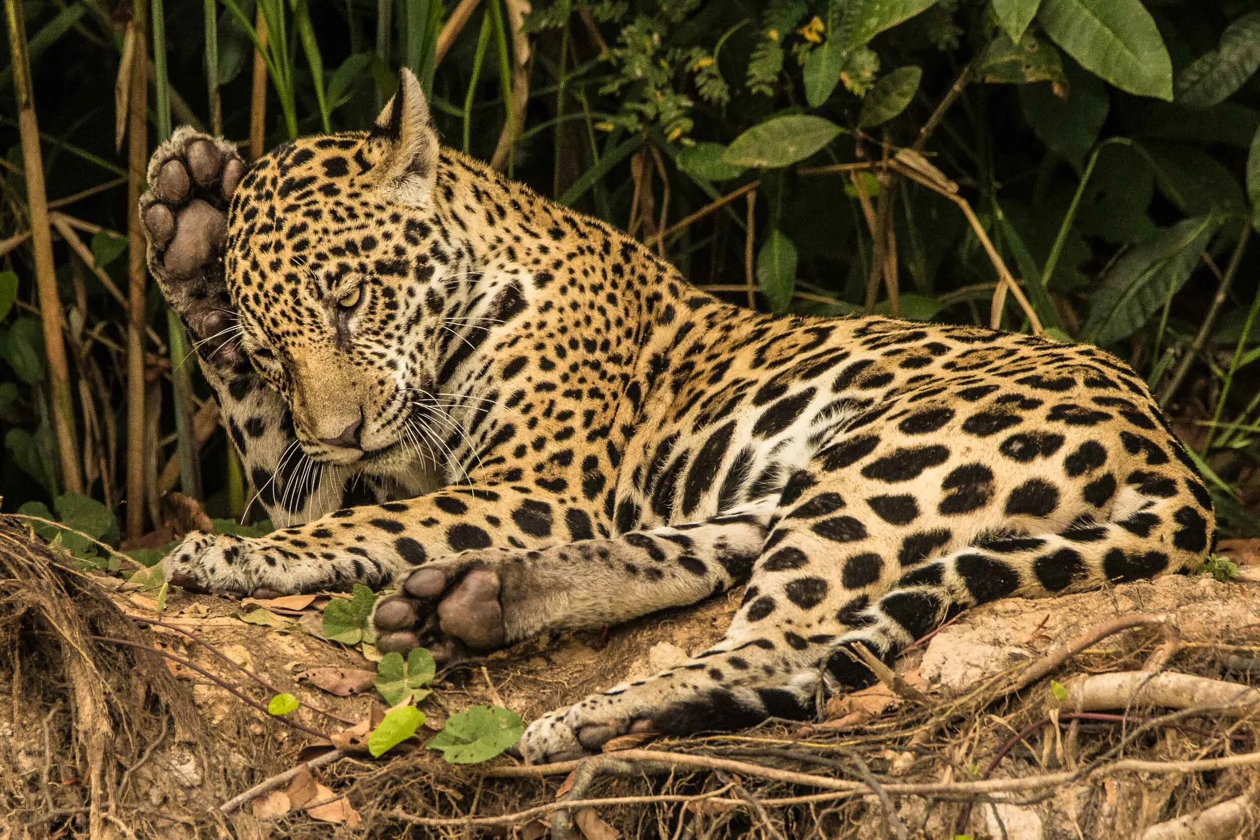 Carlito, a young male, posed and preened for us for well over an hour.