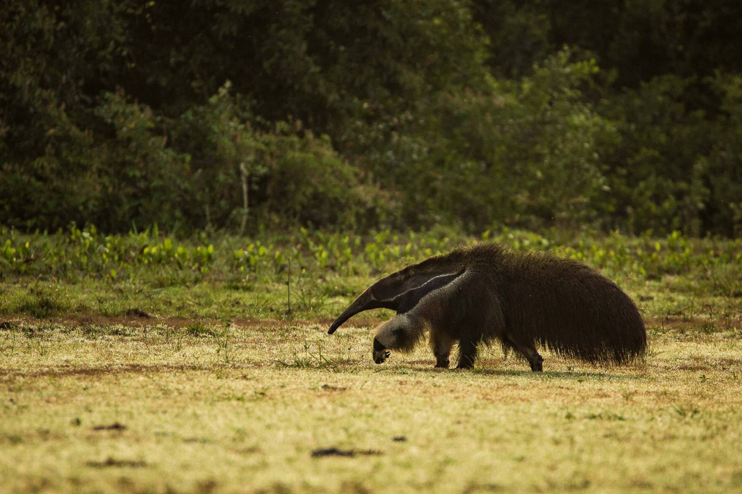 Giant Ant-Eater