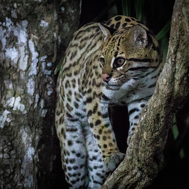 Was a true privilege to get up close and personal with such an elusive animal in its natural environment.  The ocelot of SouthWild Pantanal Lodge in Brazil's northern Pantanal.

#ocelot #bigcats #bigcatsofinstagram #bigcatsofsouthamerica #bigcatsfore